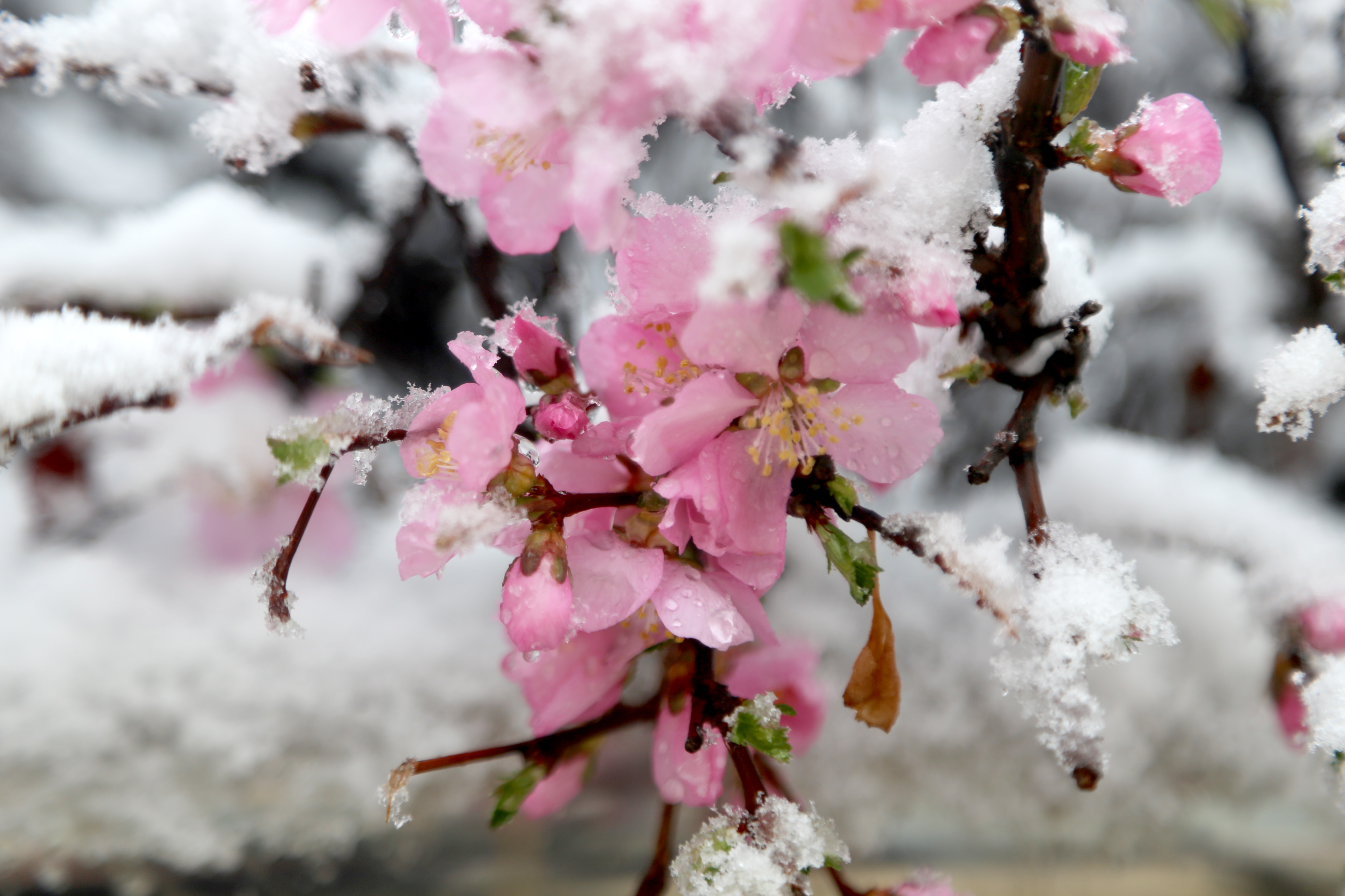 雪花飞舞的图片 壁纸图片