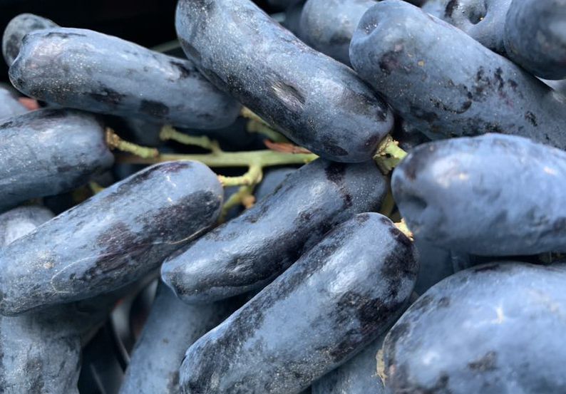 ��Ƥ�Ǻ���ɫ������ϸ���������˵���ָ���¾������� ��Х�� ��