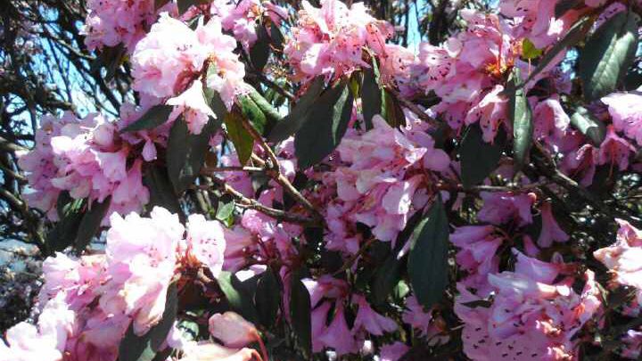 攀枝花杜鹃花海资料图.