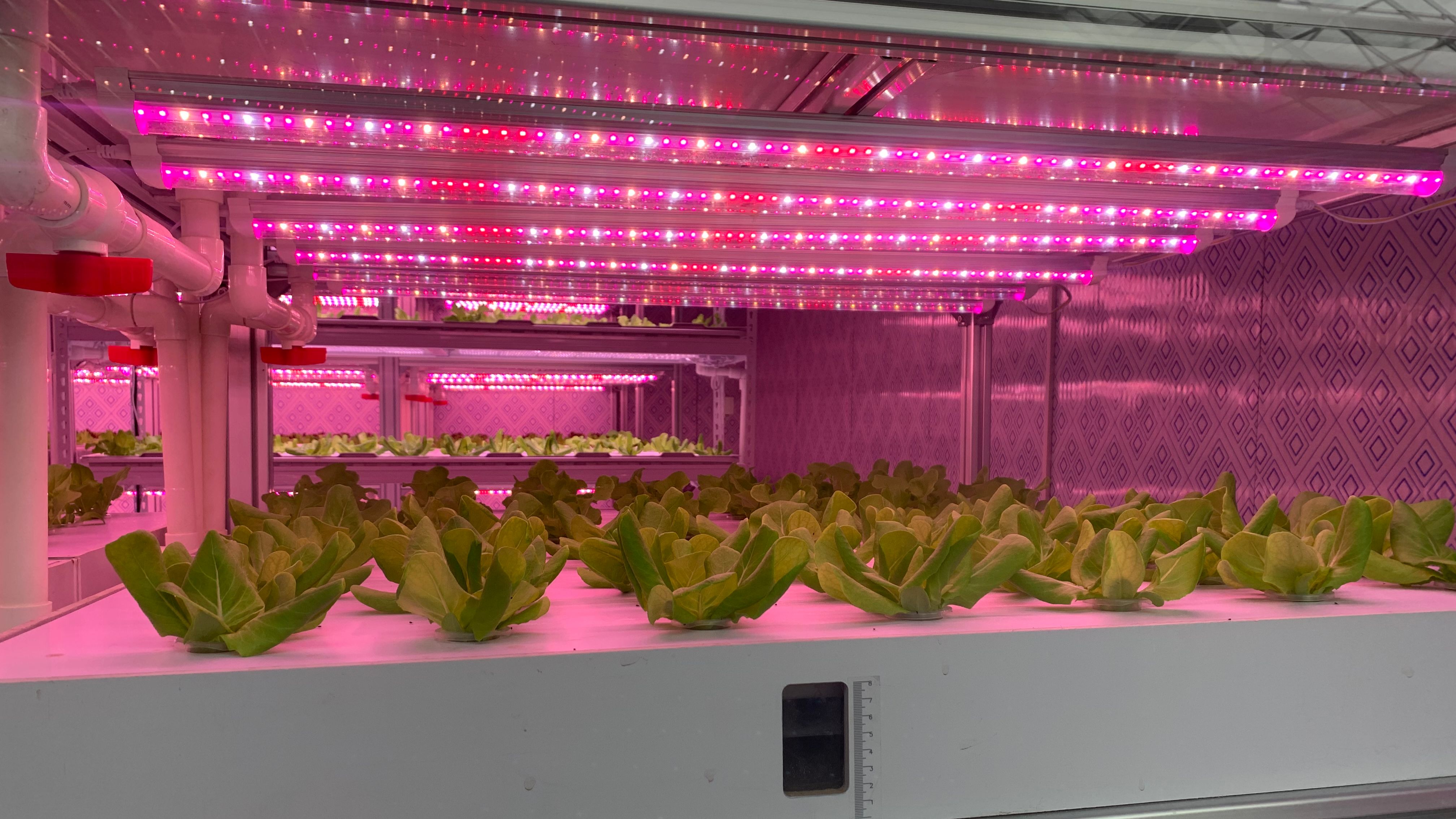 科技区域还有占地约200平方米的人工光植物工厂,这里的人工光源为led