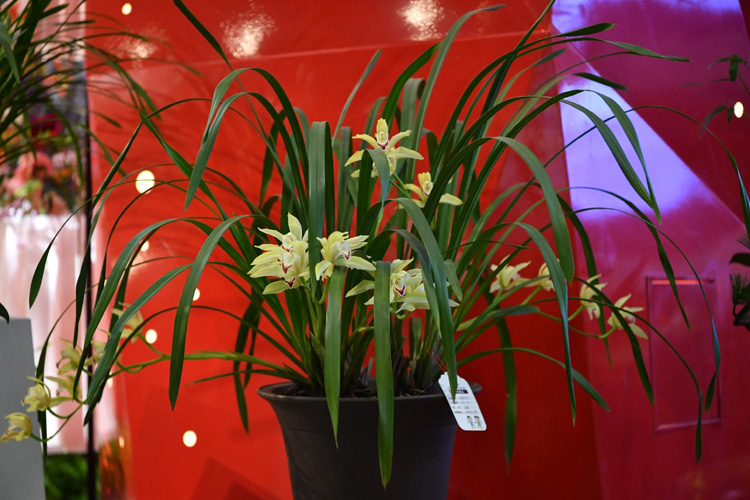 世园会迎游客高峰 排队打卡中国馆北京展区