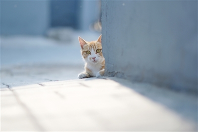 【城市表情】躲猫猫
