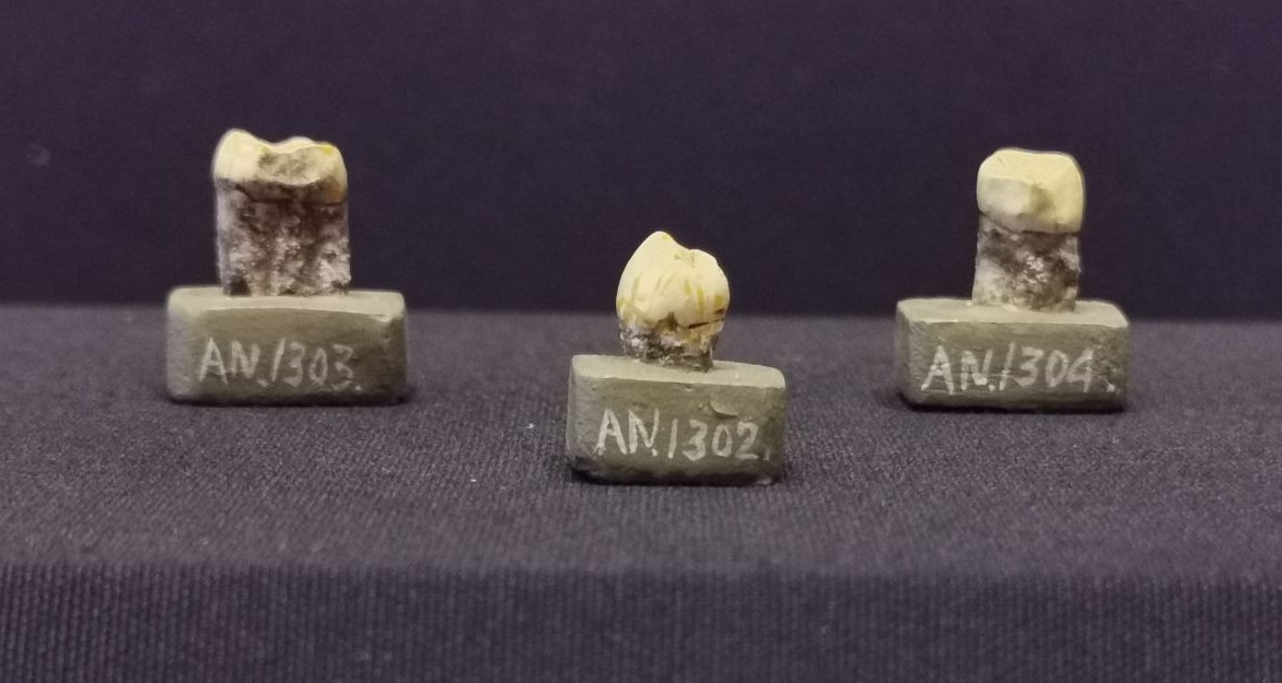 �ܿڵ���ַ���ڷ����з���3�Ź��������ݻ�ʯ��ģ�ͣ����¾������� ��Ρ ��