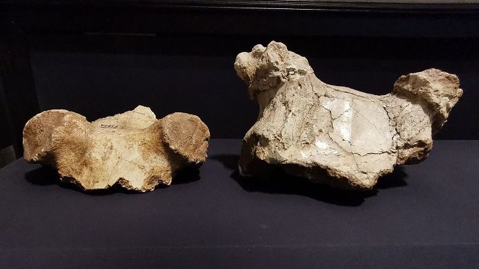 �������ˡ�������������ǵ��׹Ǵ��¹ͷ�ǡ��¾������� ��Ρ ��