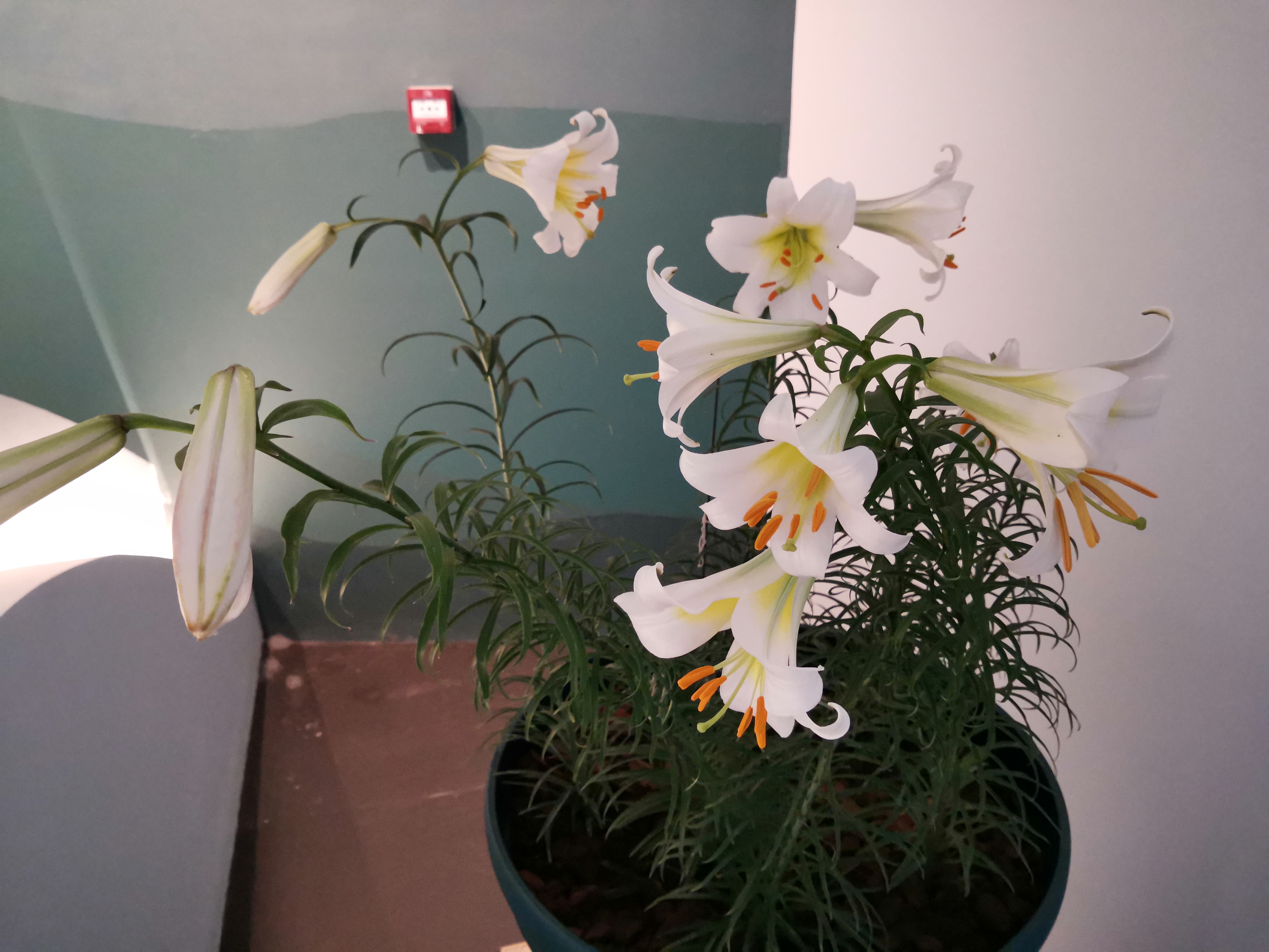 帝王百合 亮相世园会神州奇珍植物展