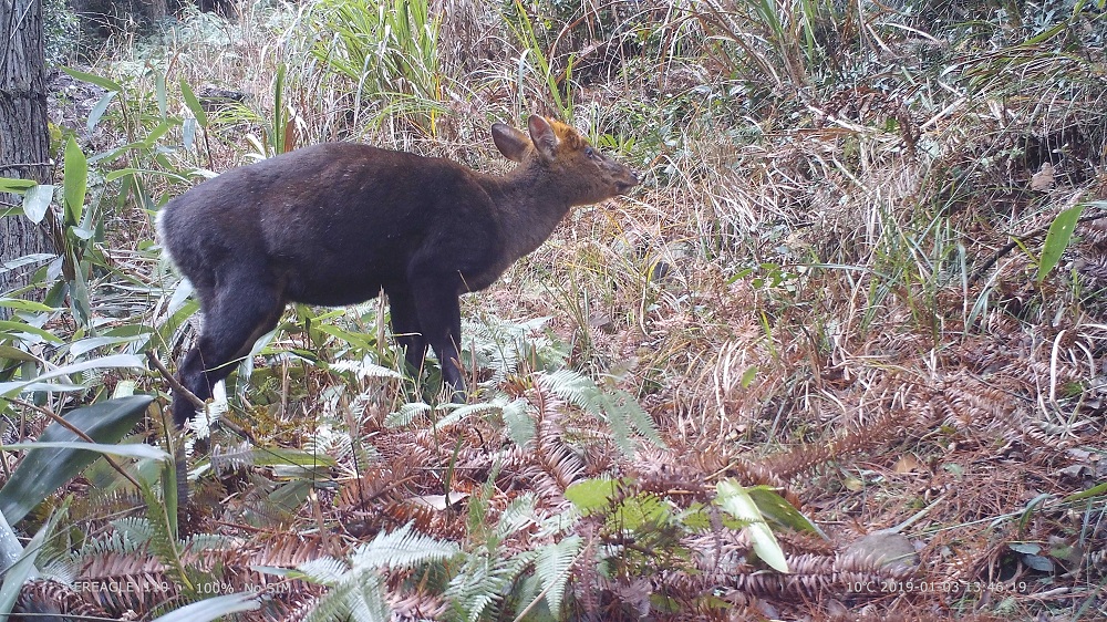 獼猴齜牙笑黑麂找草吃這些野生動物自拍超可愛