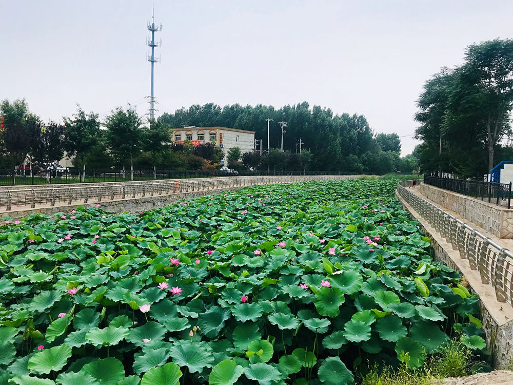 大兴安定镇新植12万平米荷花整治让河道成生态水廊