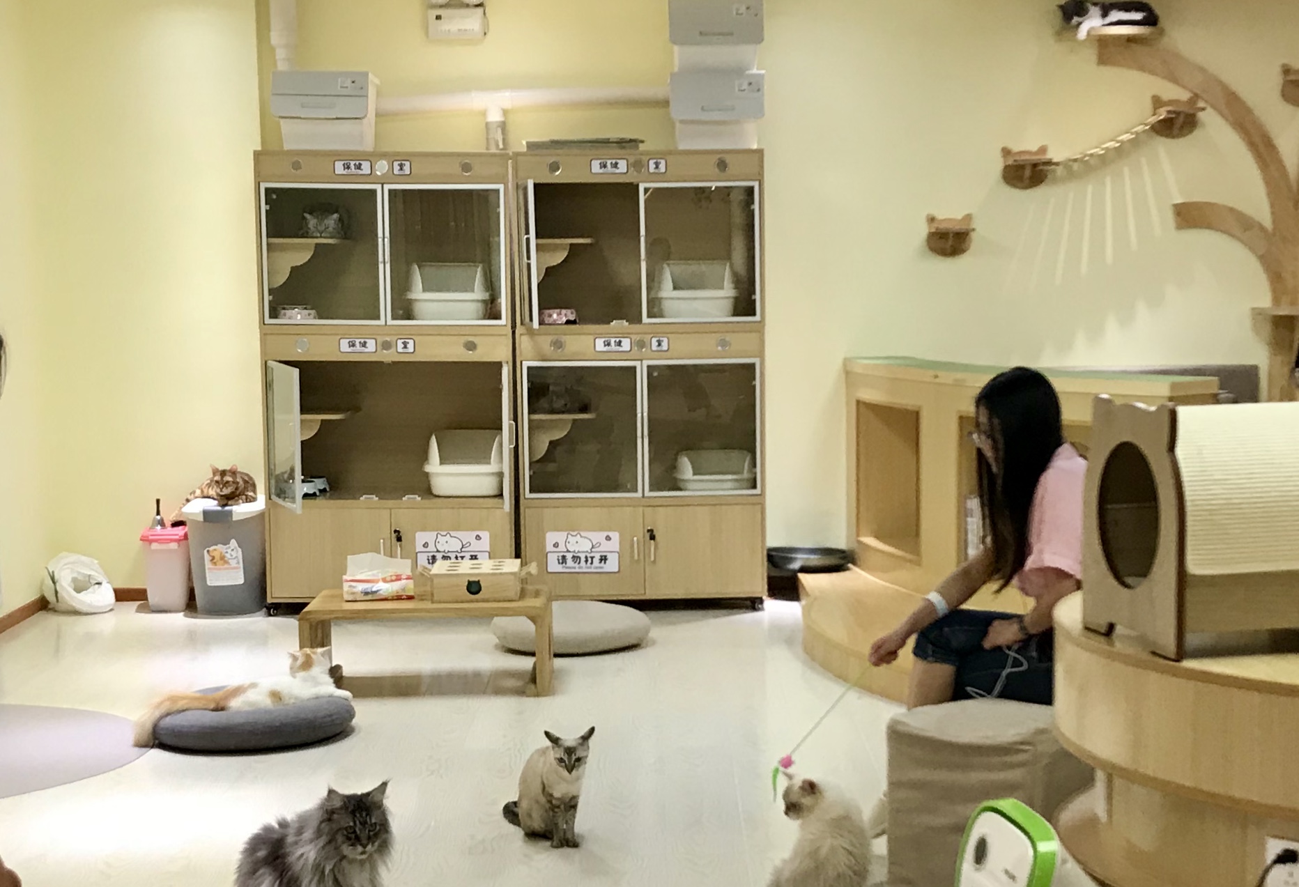 萌宠店丨在宫里撸猫是一种怎样的体验