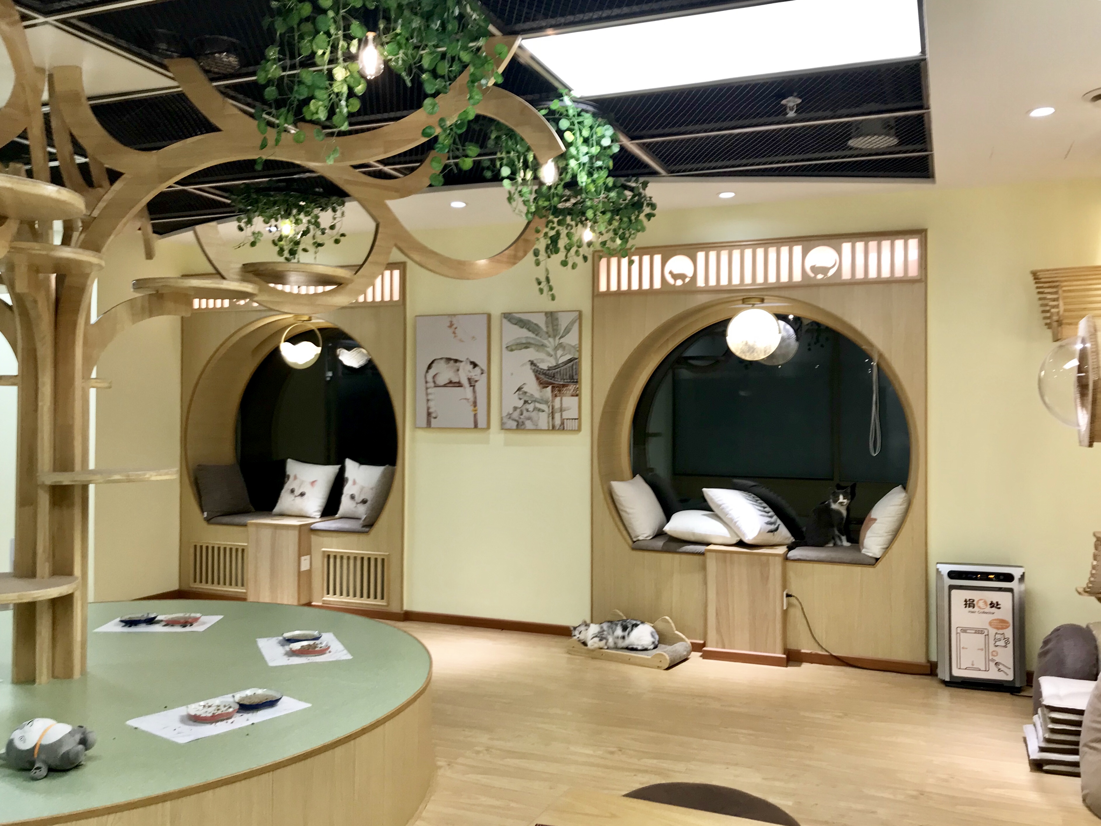 不同于猫咪咖啡厅的做法,猫和宫不对客人出售猫罐头,想喂"喵主子们"