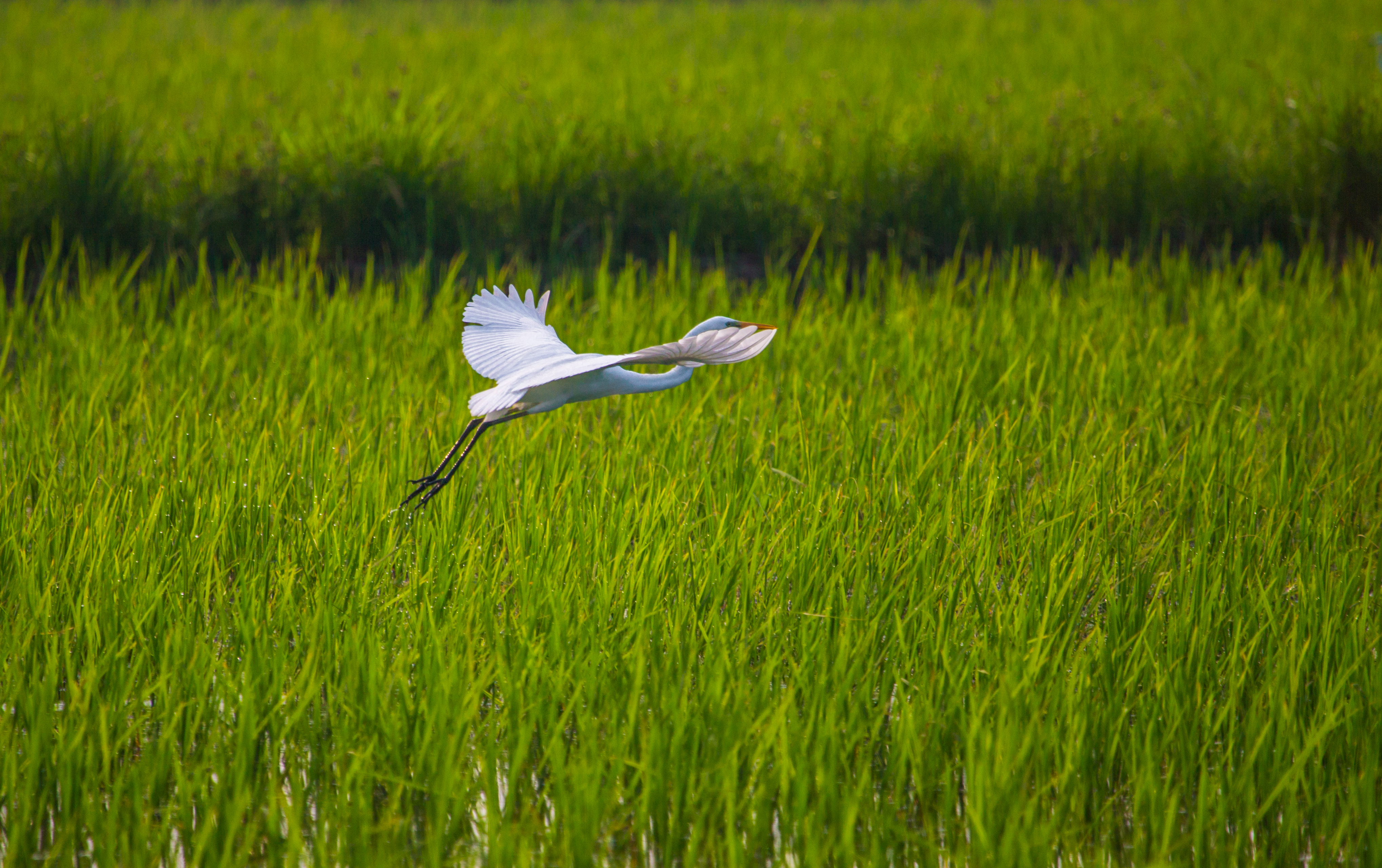 江苏泗洪县现成群白鹭稻田间唯美嬉戏