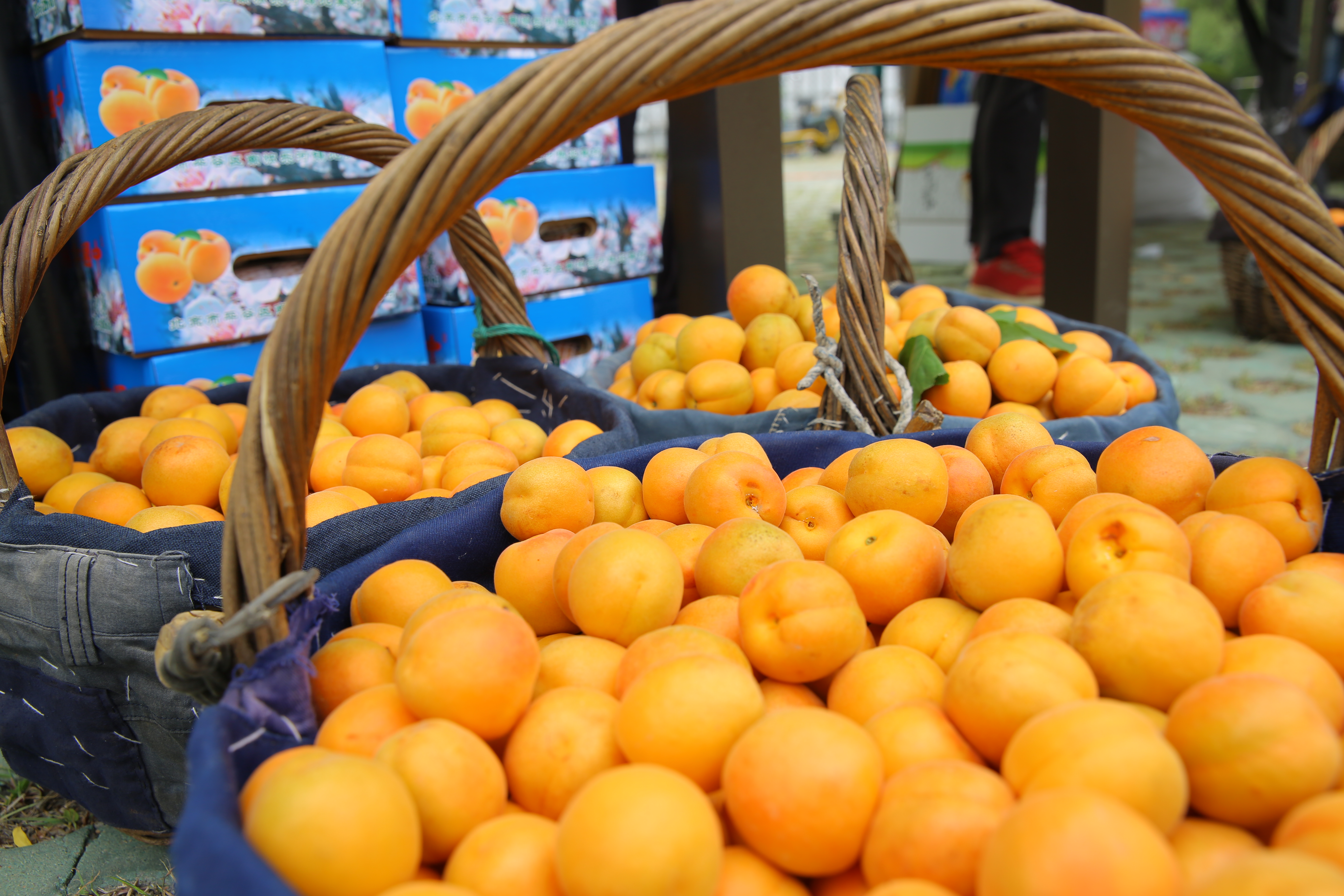 村民网上直播卖杏 今年三成多北寨红杏线上销售