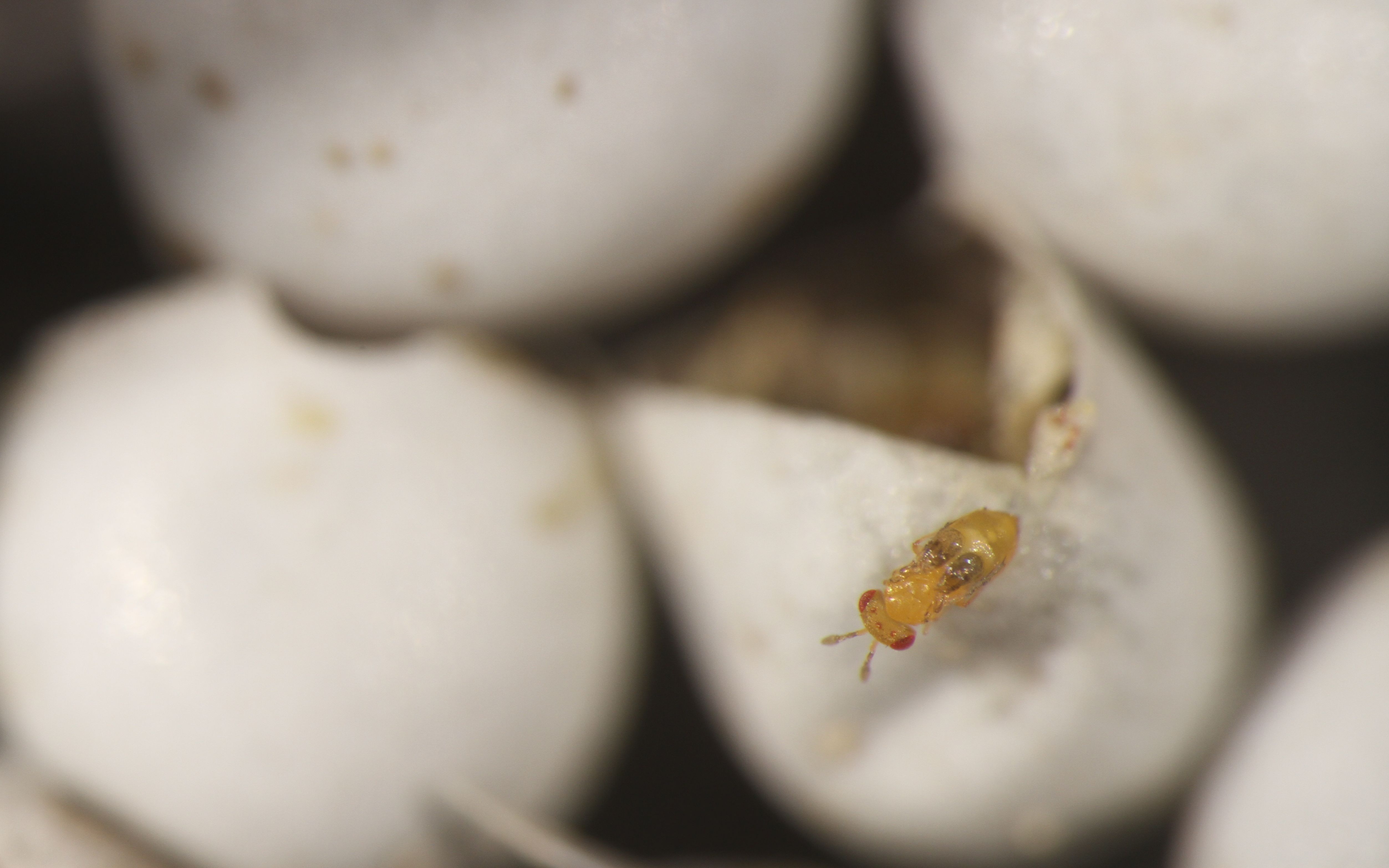 玉米上市在即一种小蜂就是防治玉米害虫的天敌