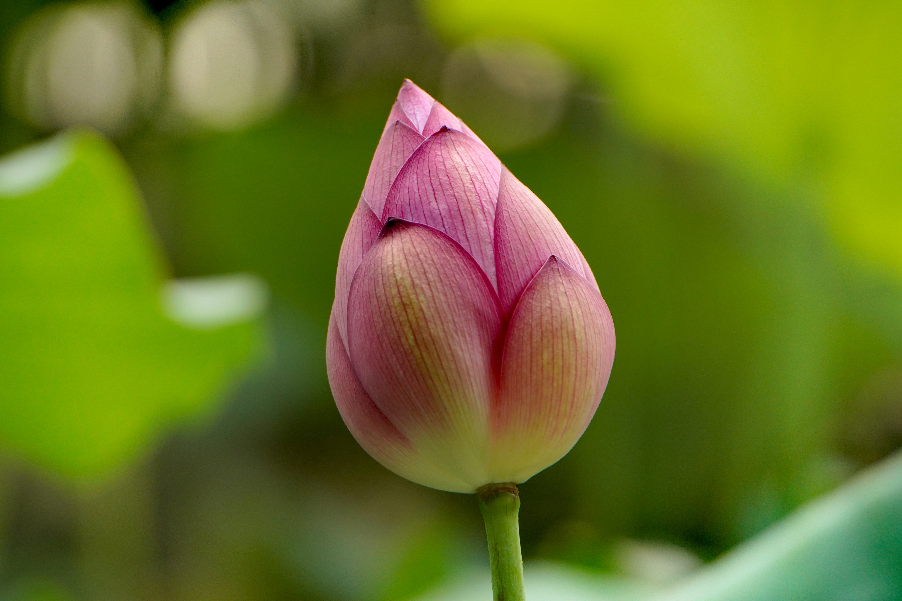 含苞待放的荷花.