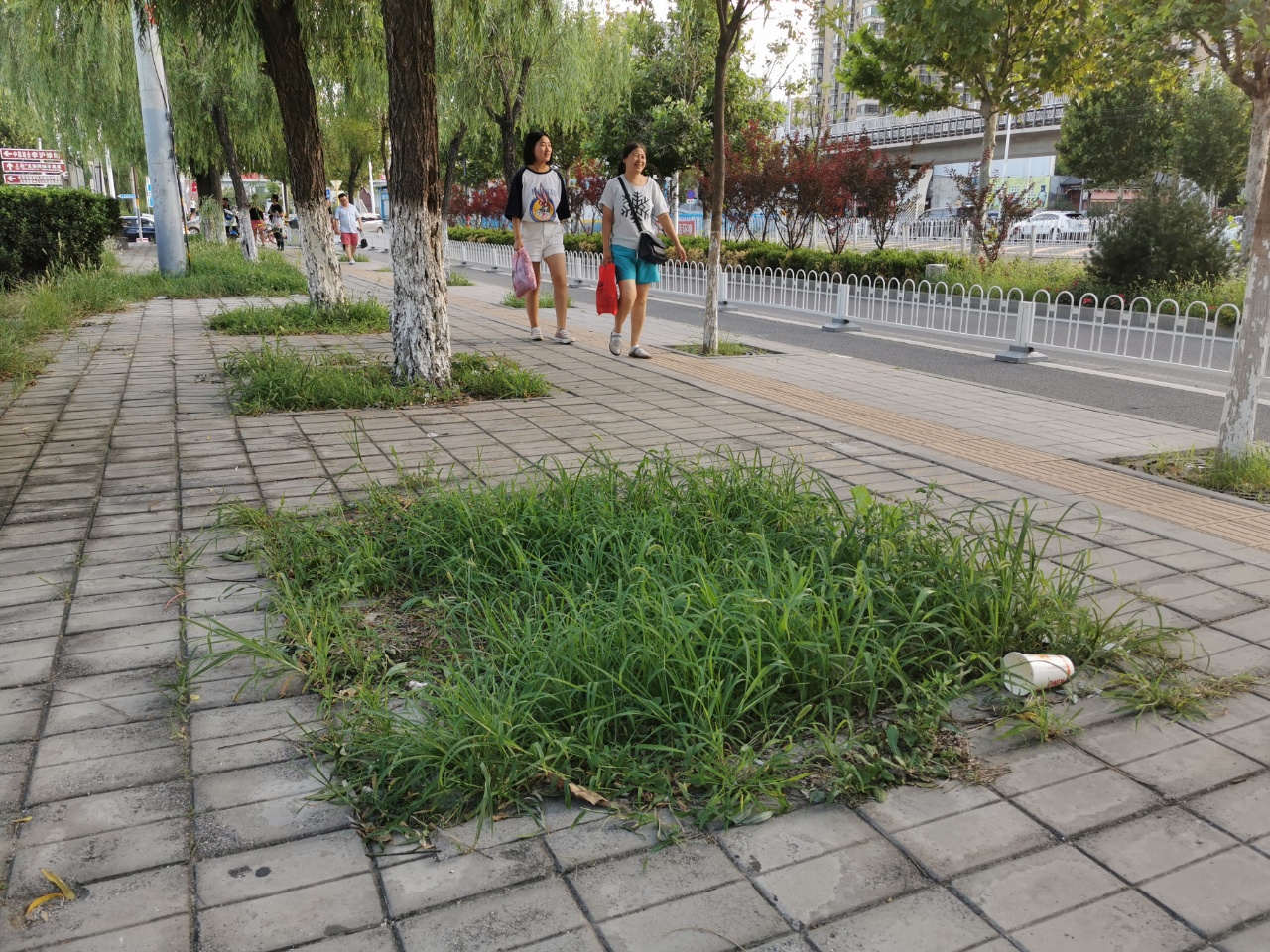 現場丨立湯路龍德廣場前南北約兩公里路段雜草叢生