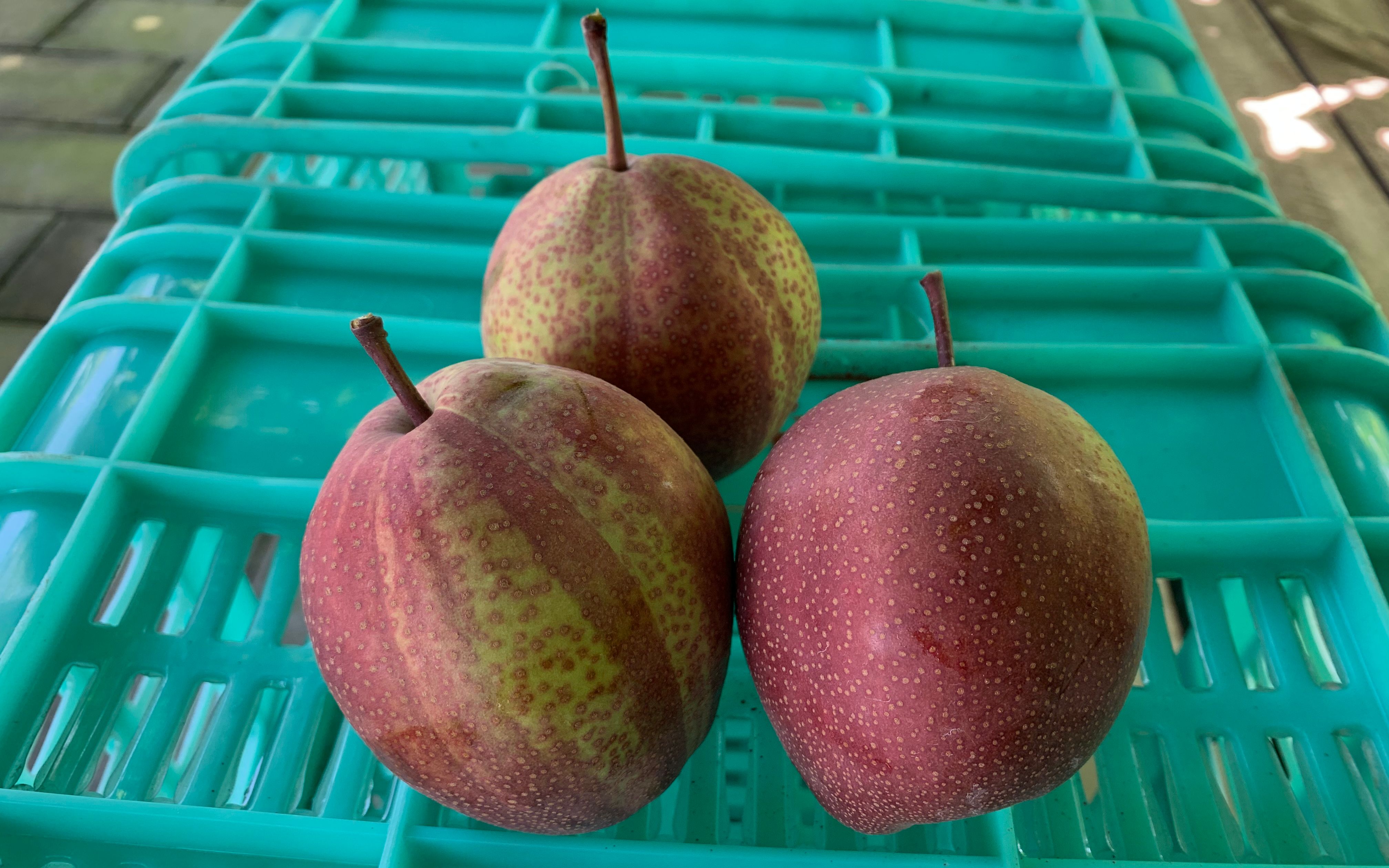 早熟品种"彩虹"梨上市 梨王说"分梨"其实很吉利