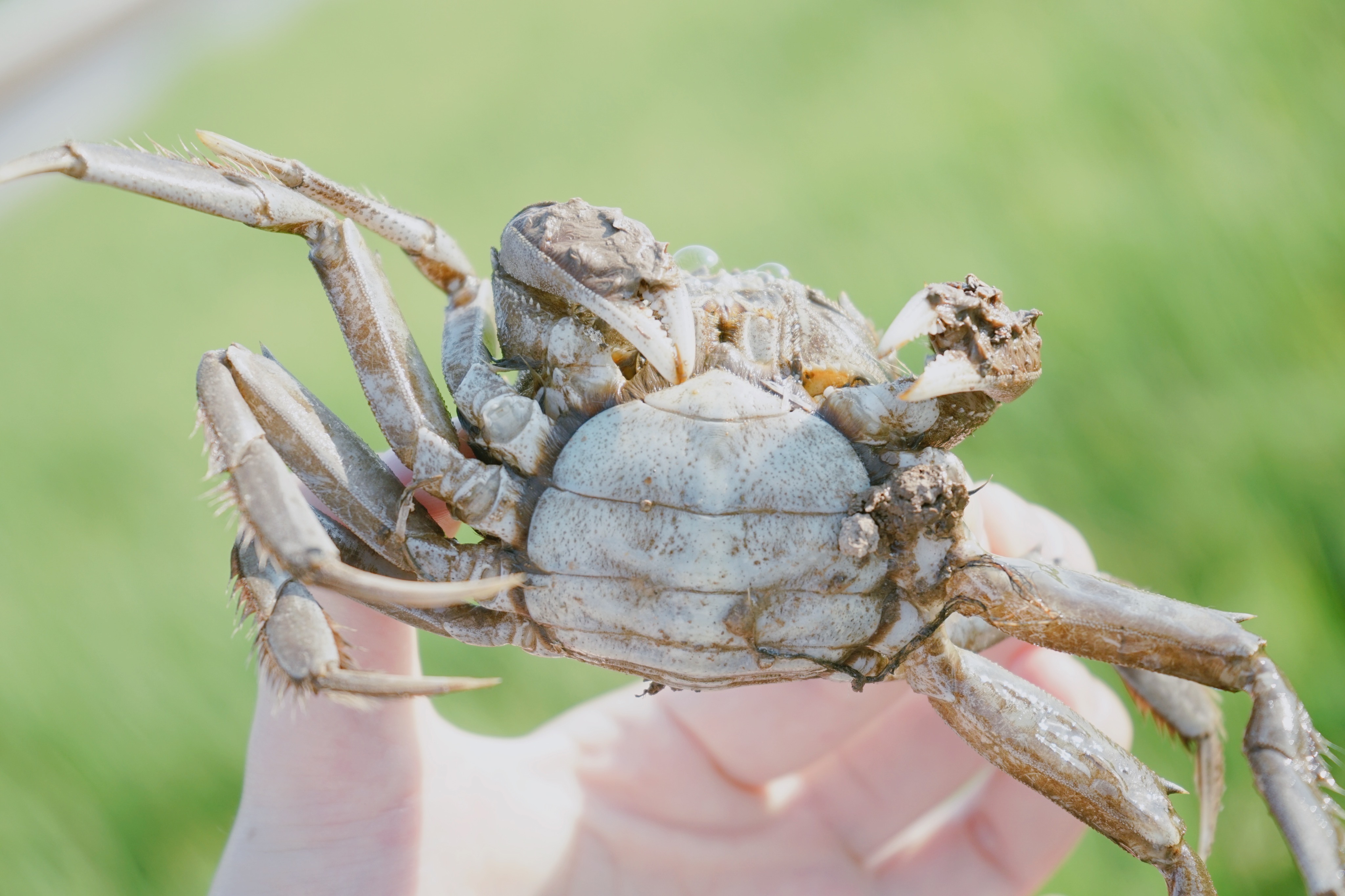 稻香蟹肥 贫困村成乡村旅游新景点天津市西青区辛口镇第六埠村的千亩