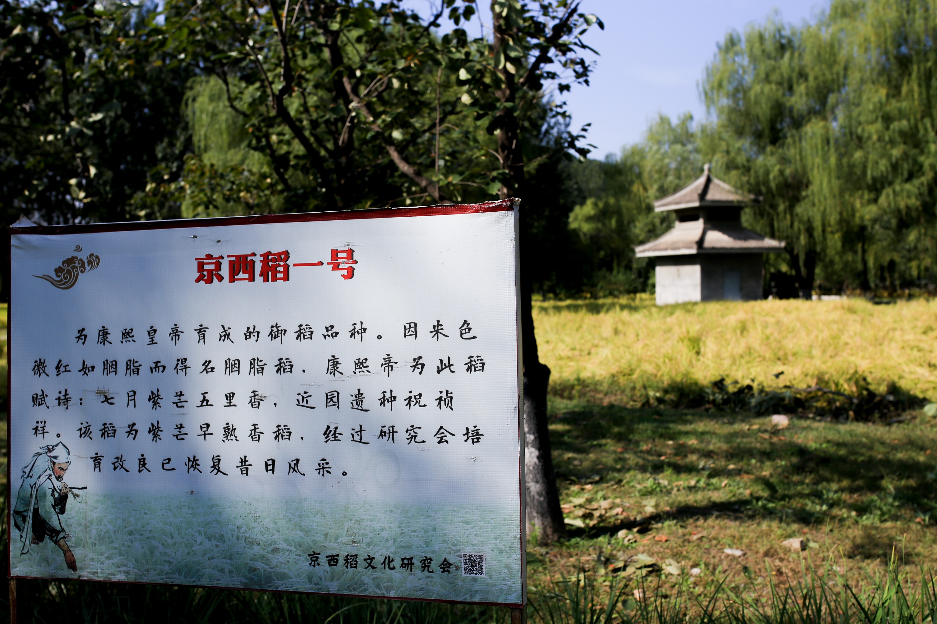 京西稻开始收割啦快去颐和园附近的郊野公园见识一下