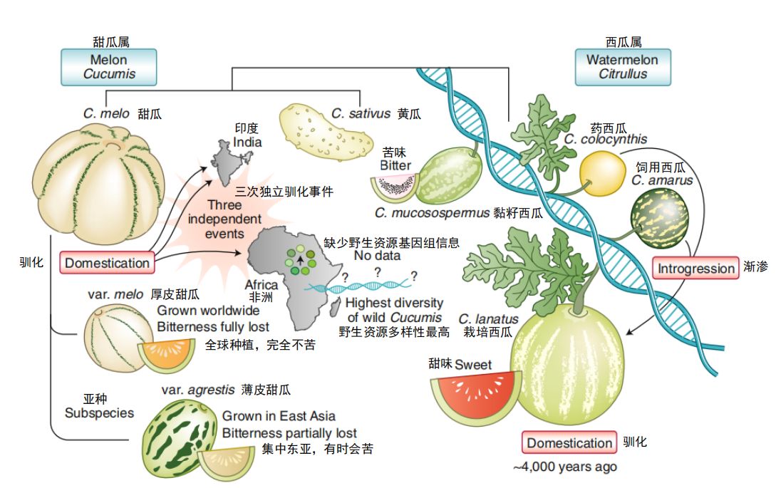 西瓜如何由苦变甜科学家首次揭开西瓜甜瓜驯化史