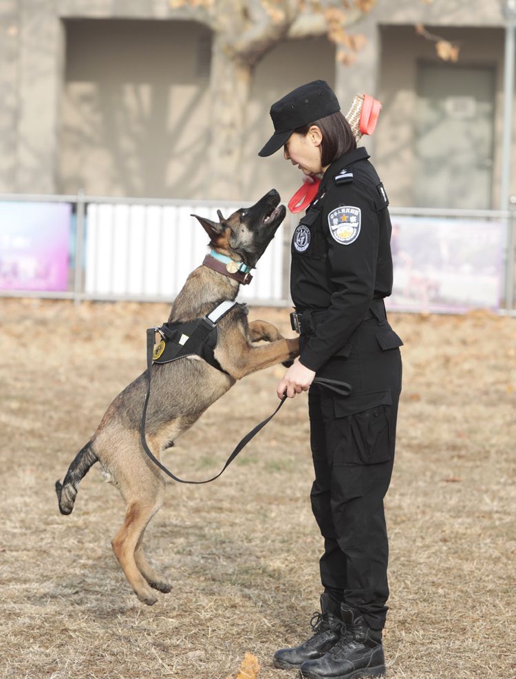 北京克隆警犬接受基础训练各项指标均优于普通警犬
