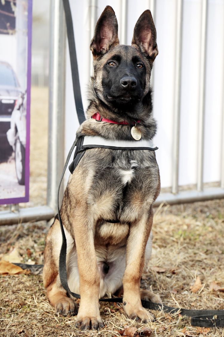 北京克隆警犬接受基礎訓練各項指標均優於普通警犬