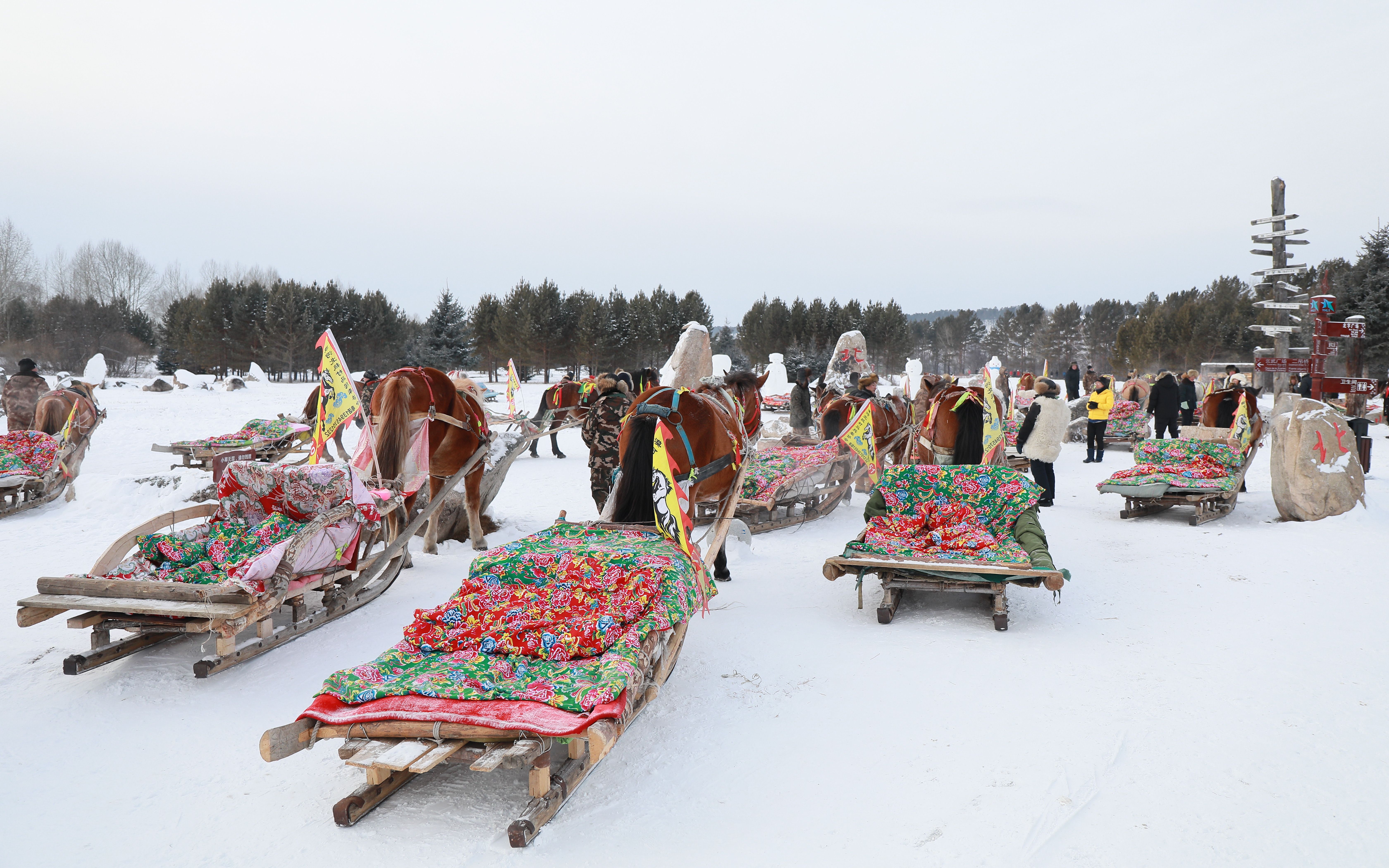 在北极村游玩,马爬犁是游客们必要体验的游玩项目.