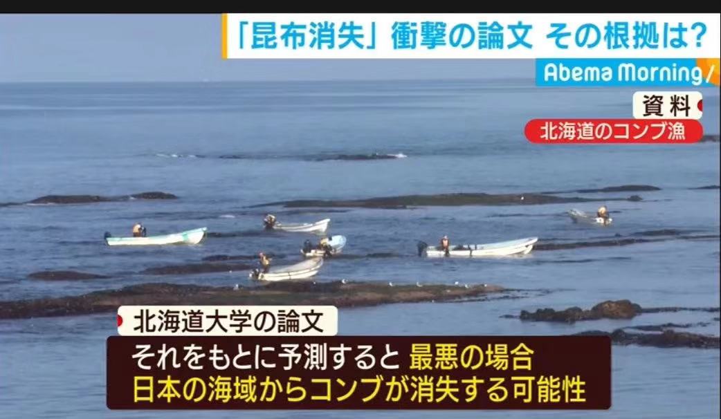 继海苔荒之后海带将消失 气候变化将日本推向粮食危机