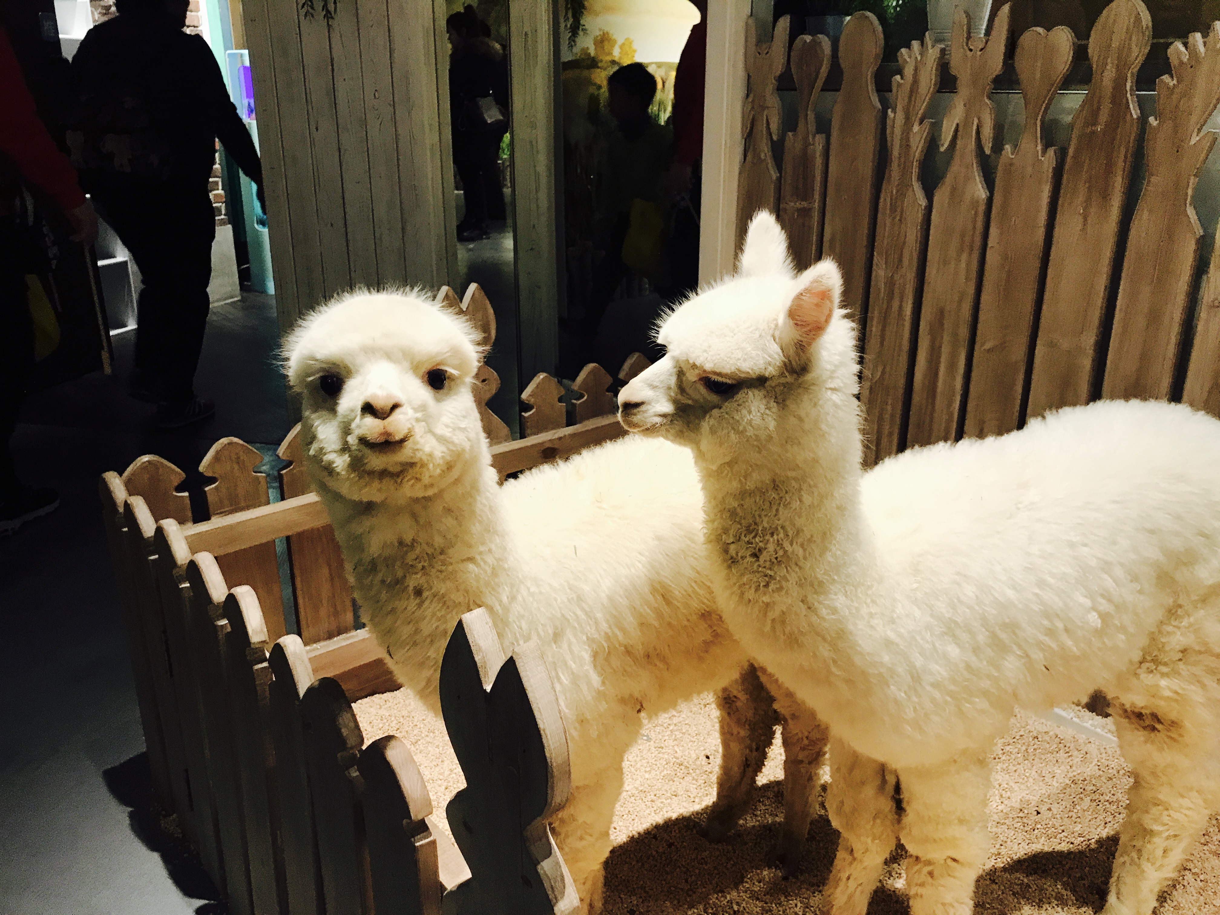 家居卖场开动物乐园,羊驼,土拨鼠等600只动物齐聚