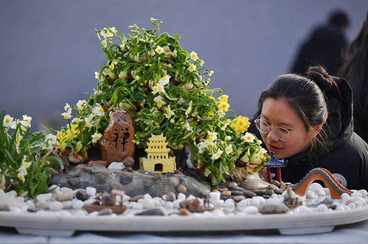 漳州水仙进京贺岁水仙花文化艺术展亮相花卉大观园