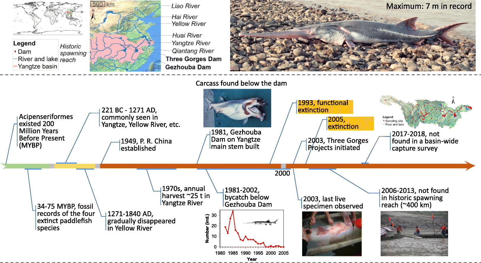 “淡水鱼王”白鲟被指十年前功能性灭绝 环保机构回应