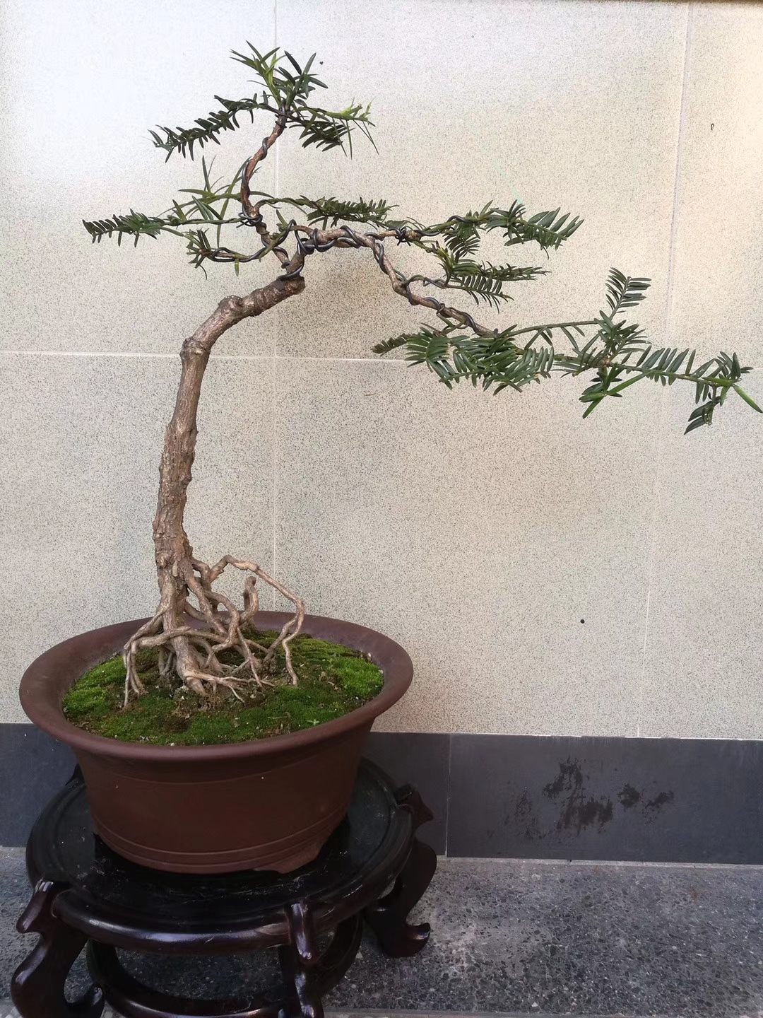 西施最爱的香榧 由这位"90"后小伙做成了盆景