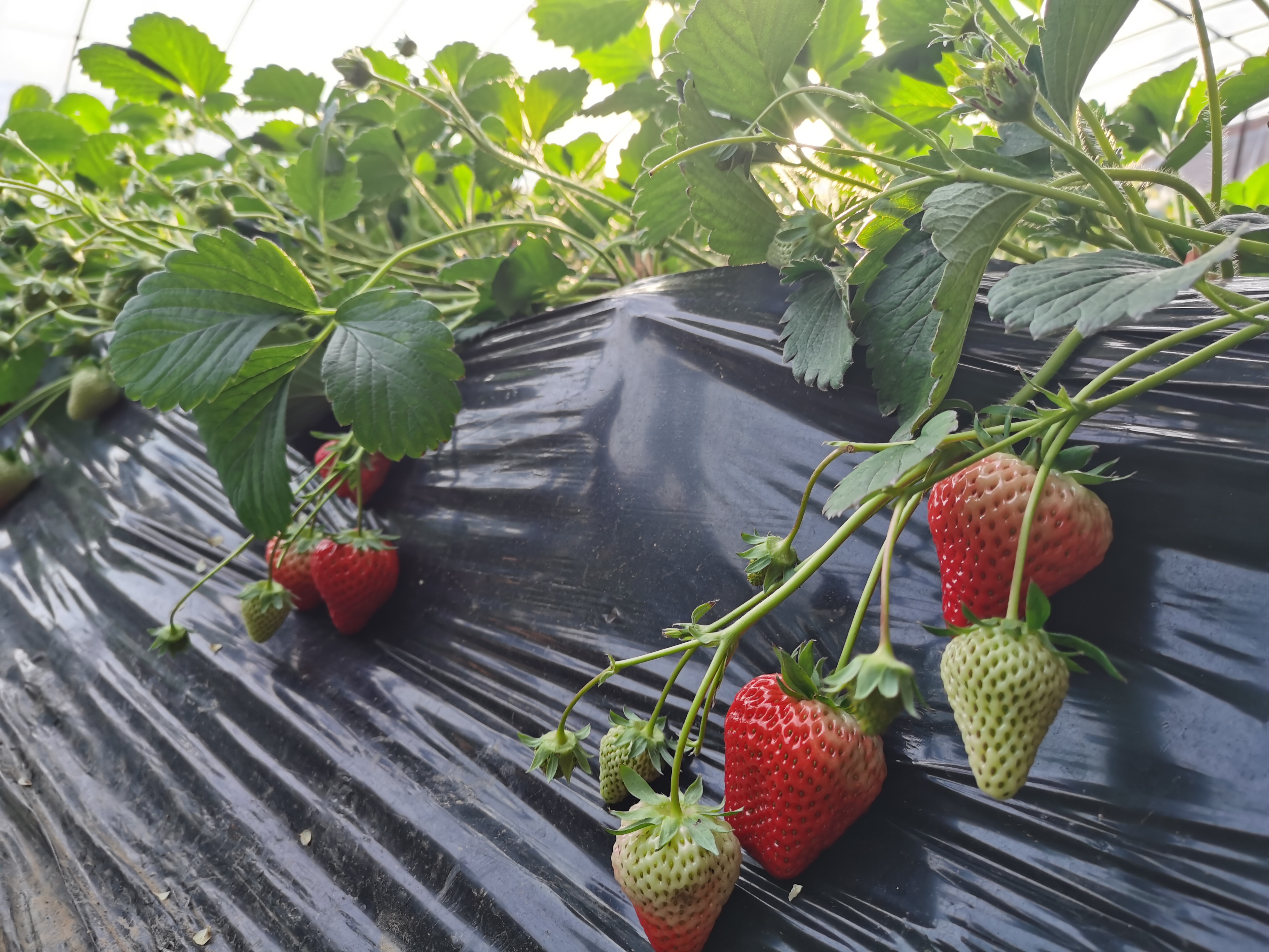 京郊的许多温室大棚里,草莓已经成熟,到了采摘的季节