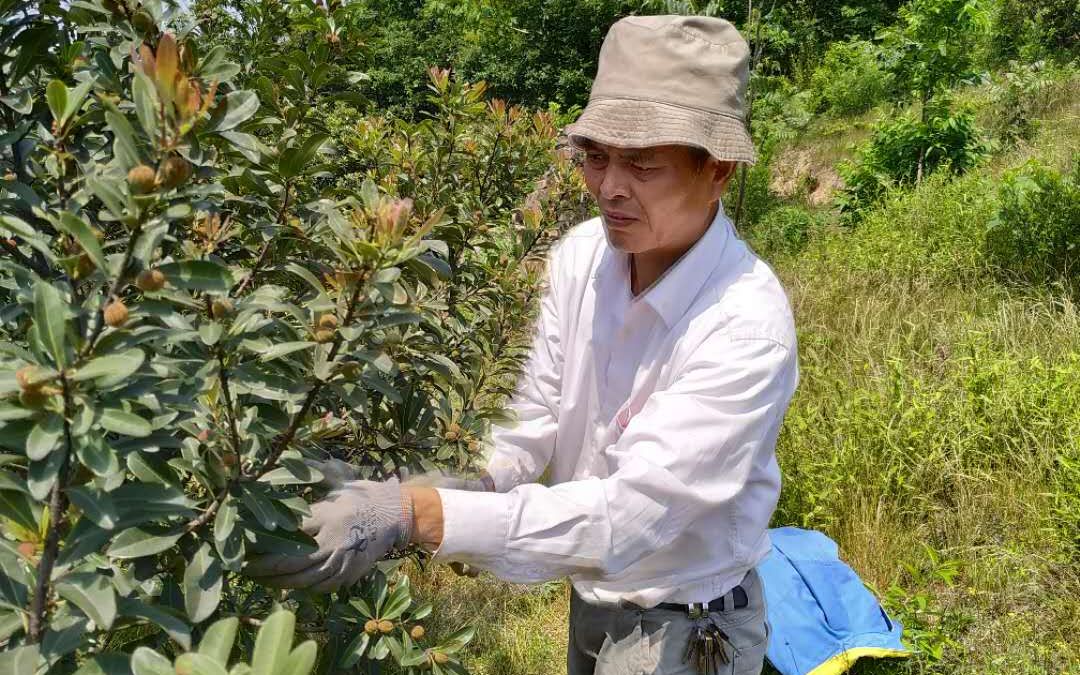 对于以杨梅闻名的浙江省慈溪市横河镇龙南村,村民目前正忙着进行修剪