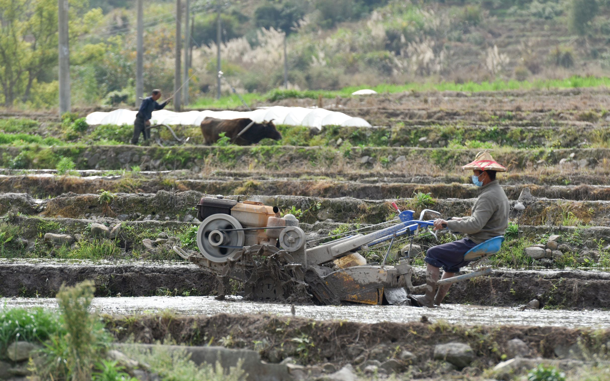 乡村在永春县湖洋镇玉柱村耕作现场,当地农民在田地里溶田,育秧,筑小