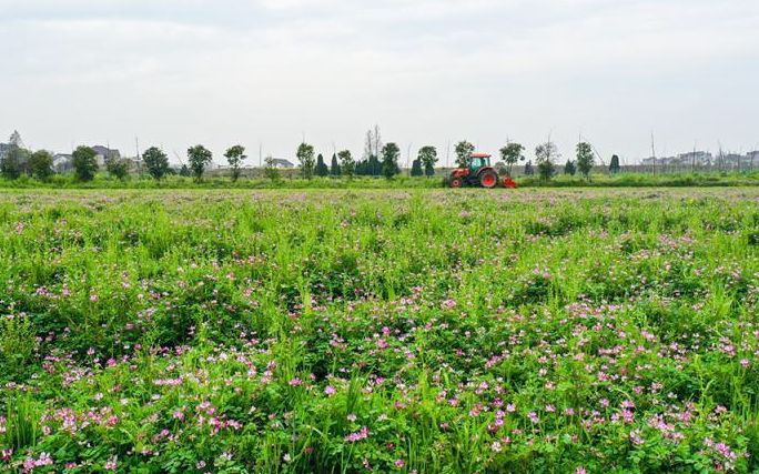 百亩紫云英被翻耕进土 是水稻肥沃“秘密养料”