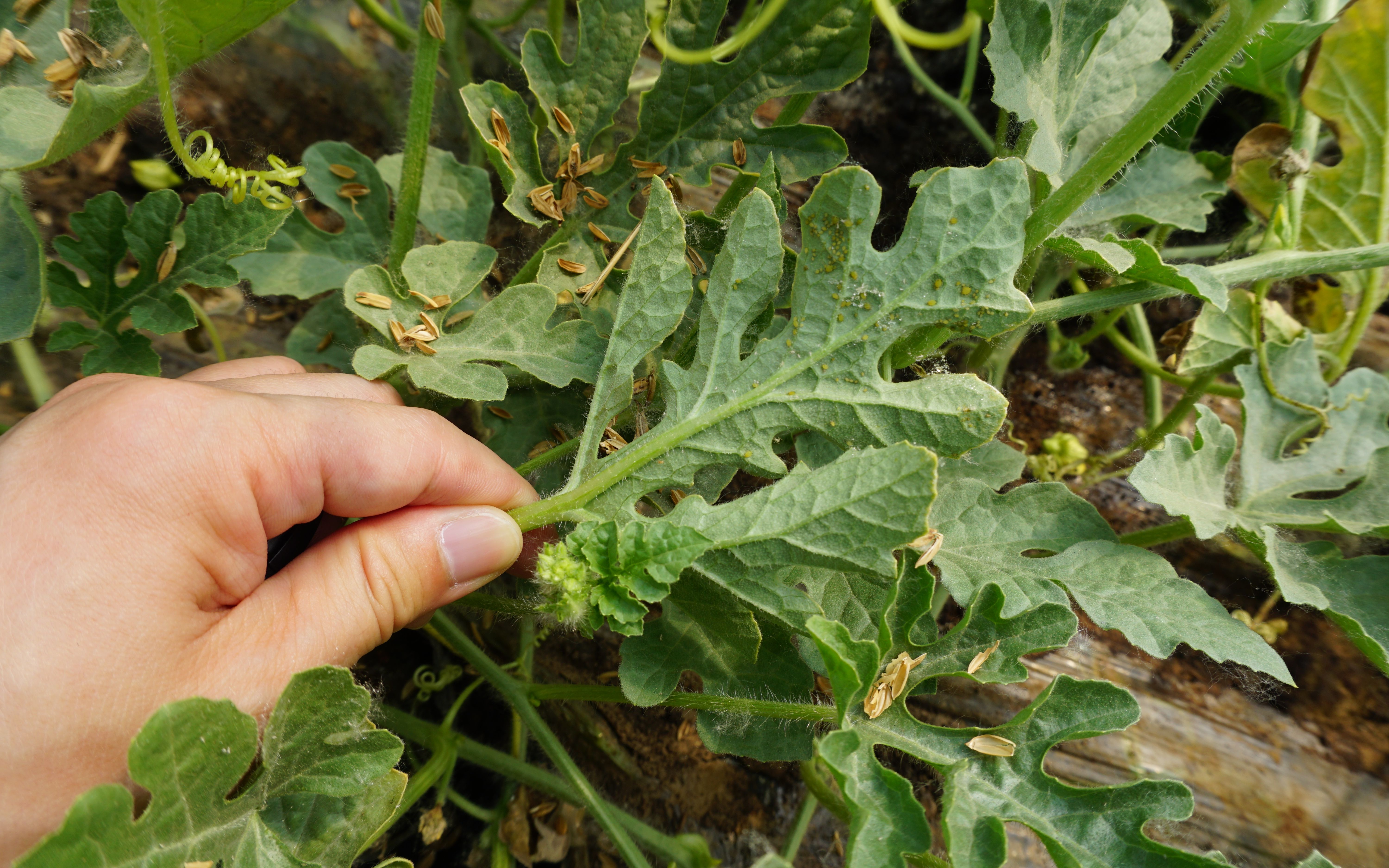 西瓜甜瓜开花坐果期 专家提示要提早防治小型害虫