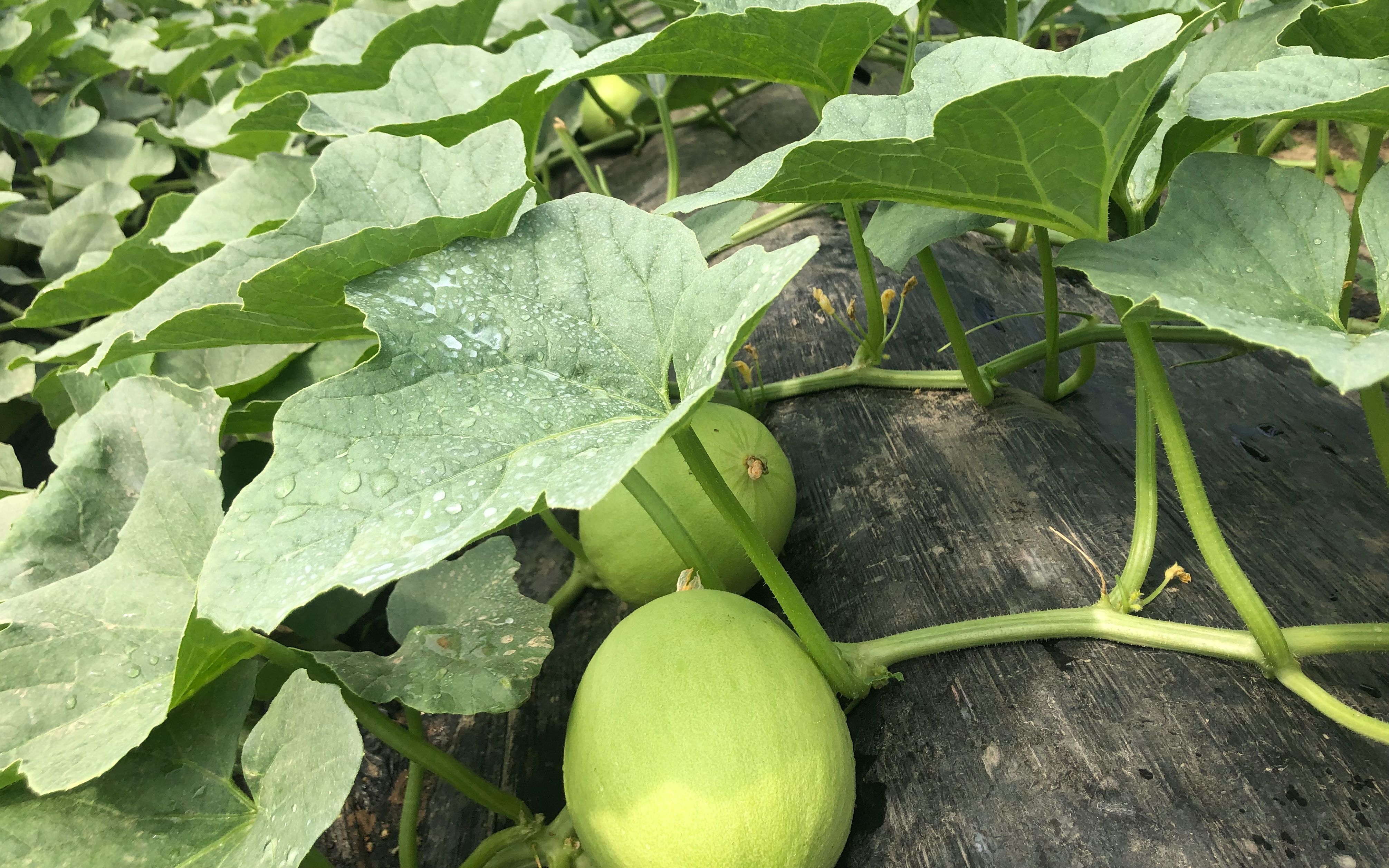 3万亩香瓜上市在即 一个瓜果之乡的艰难自救