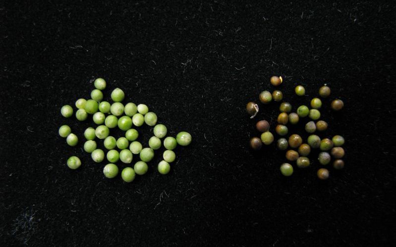 菜籽油为何是健康的食用油？