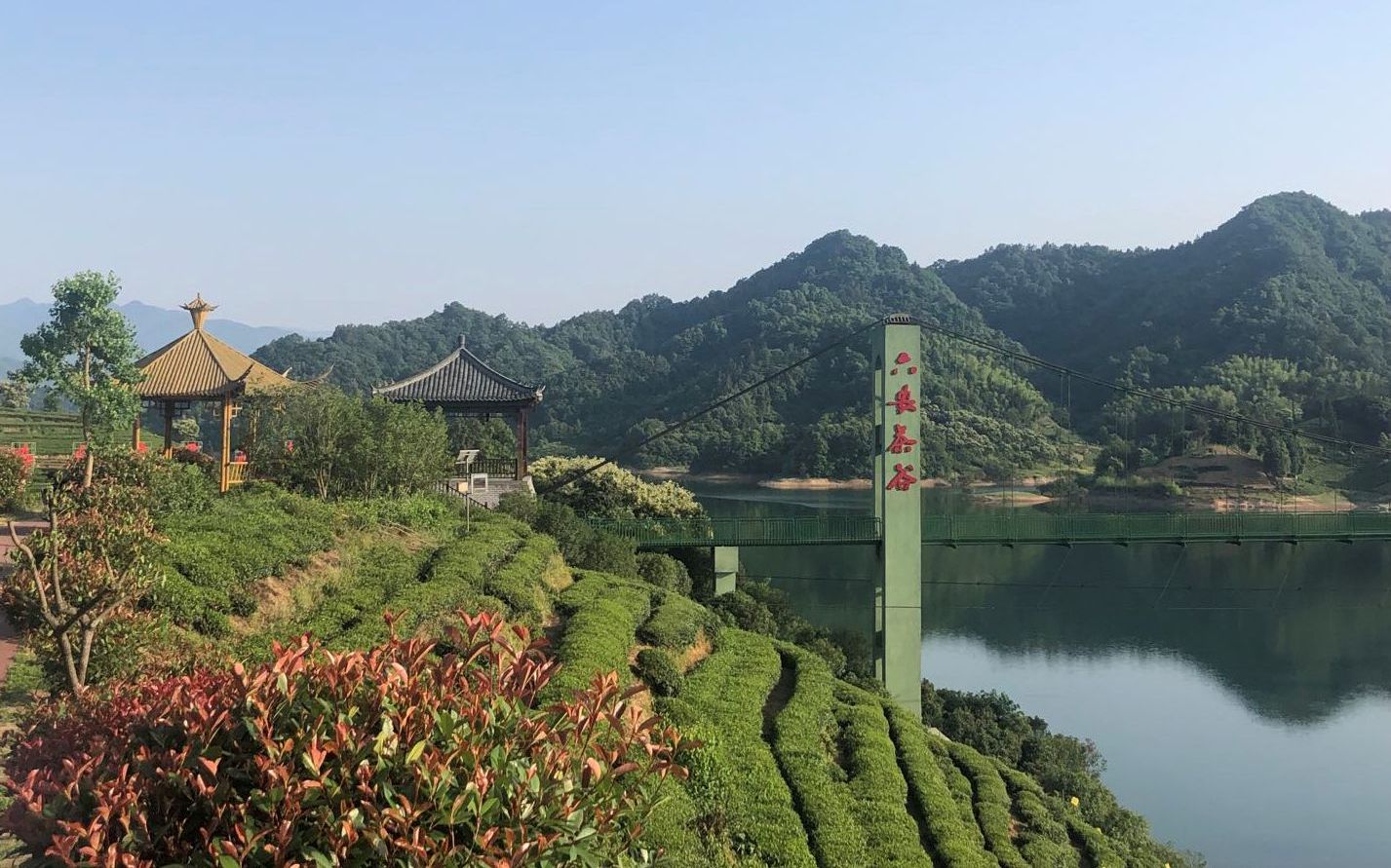 六安瓜片随谷雨节气进入采茶期 预计产量下降三