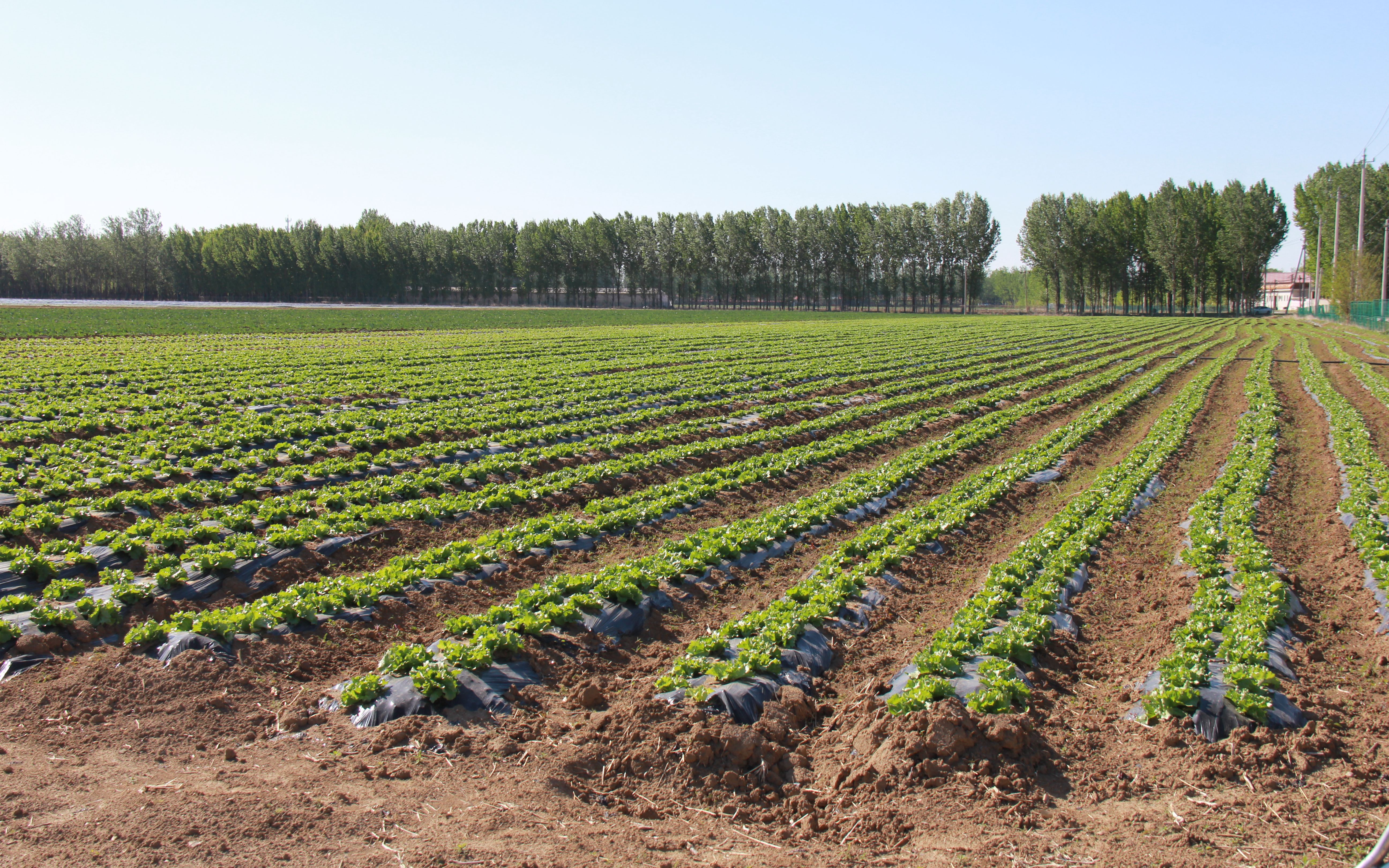 新购置农机抢农时平谷马昌营加紧生产有机蔬菜