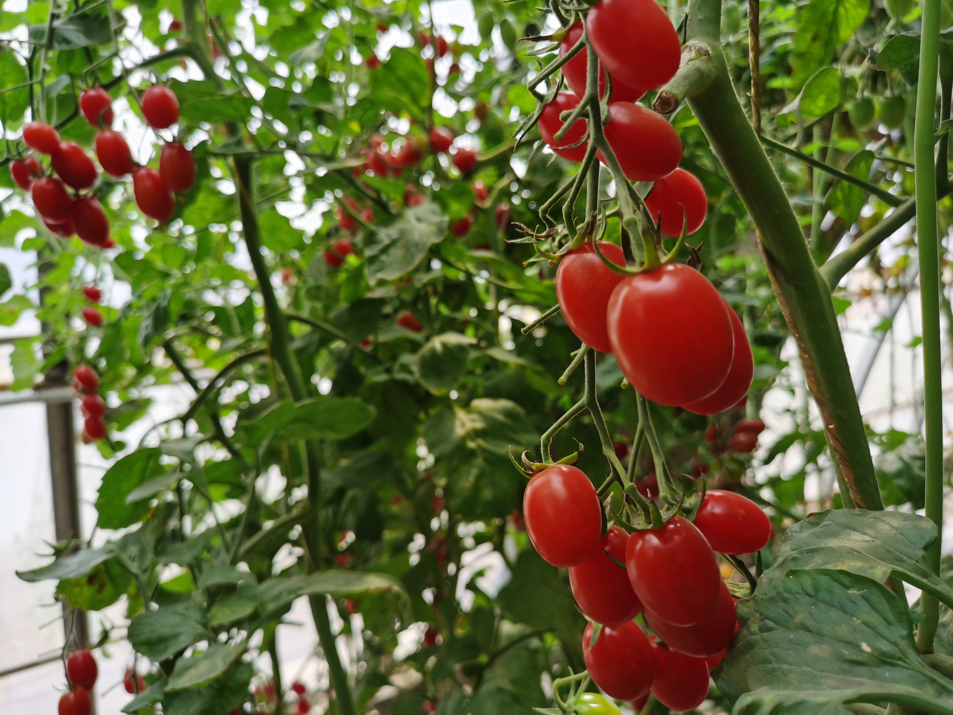 京郊鲜菜如何从地头到餐桌 近十万网友围观