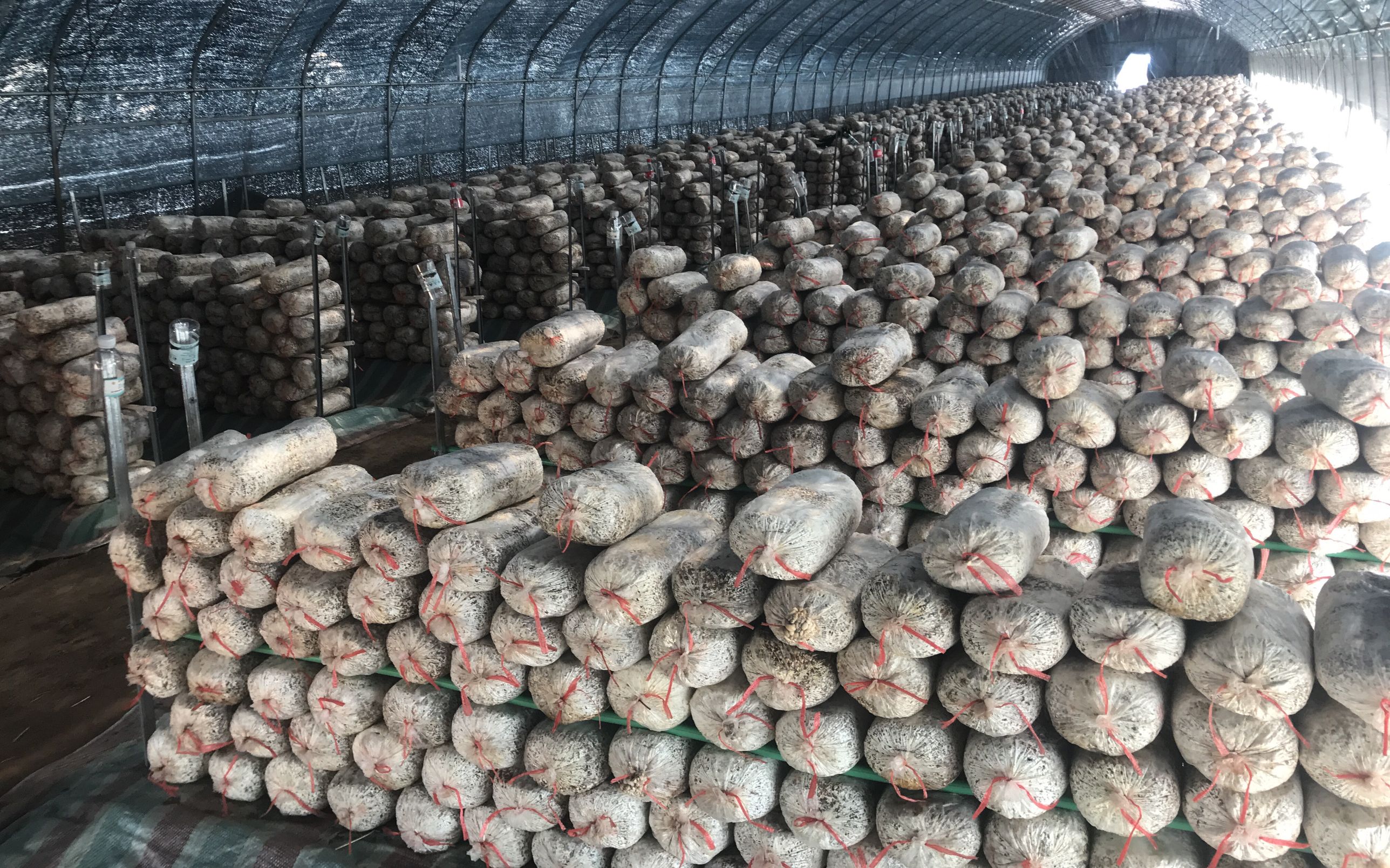 "宅"出蘑菇 通州8名老师变身菜农种出绿色菌菇