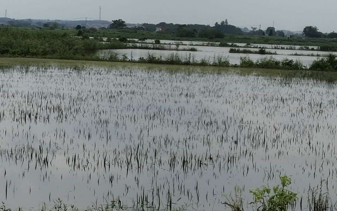 永修县抢收水稻9000亩 补种的晚稻种子正在路上