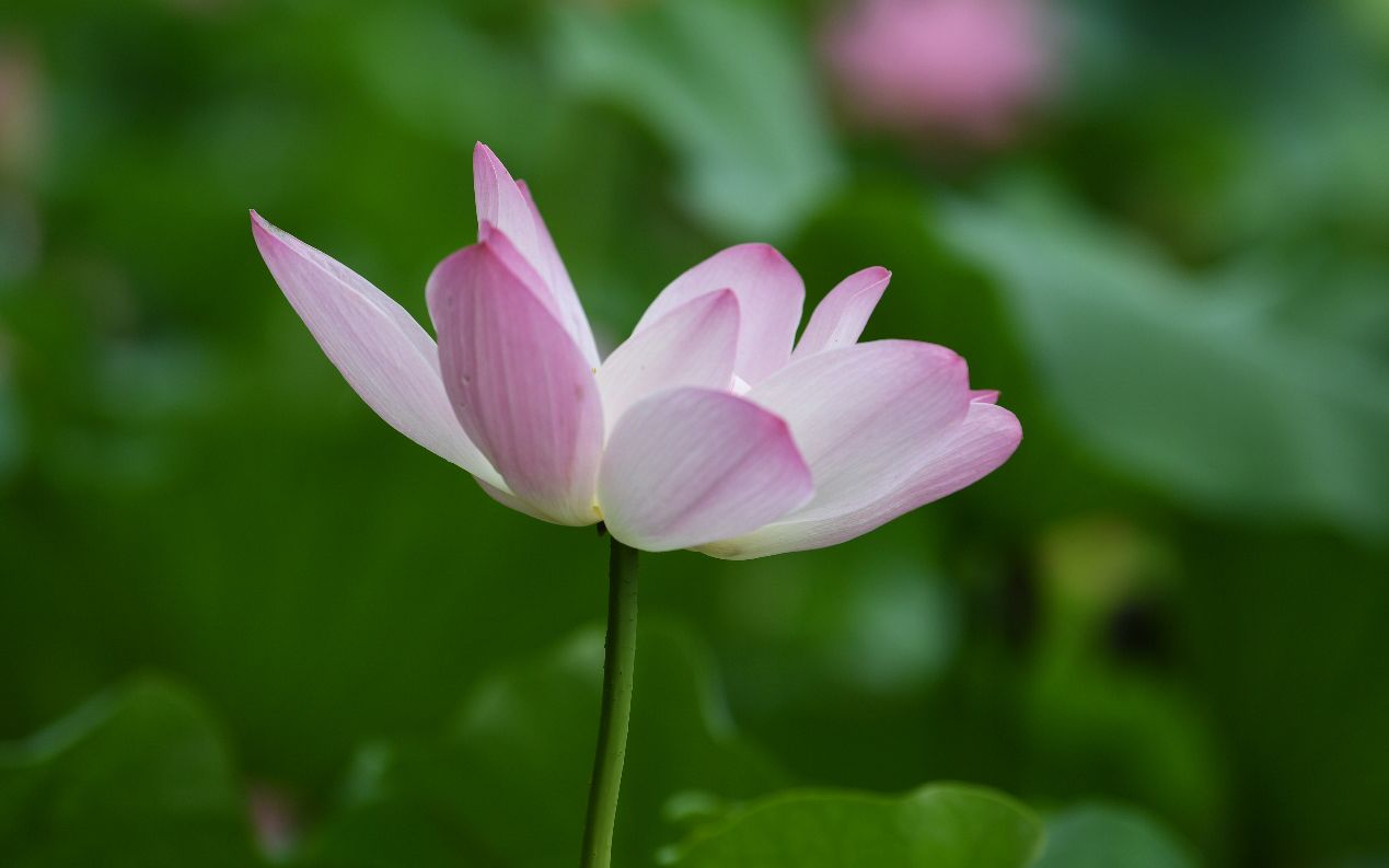 京郊荷花 在山间悄悄盛放