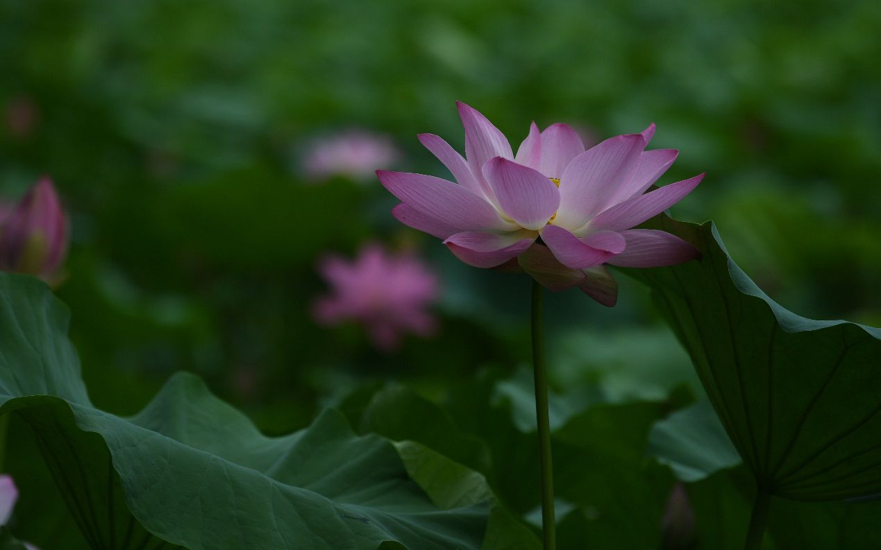 京郊荷花 在山间悄悄盛放