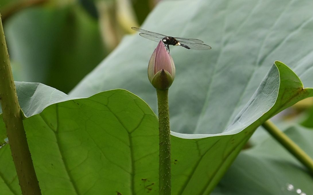 京郊荷花 在山间悄悄盛放