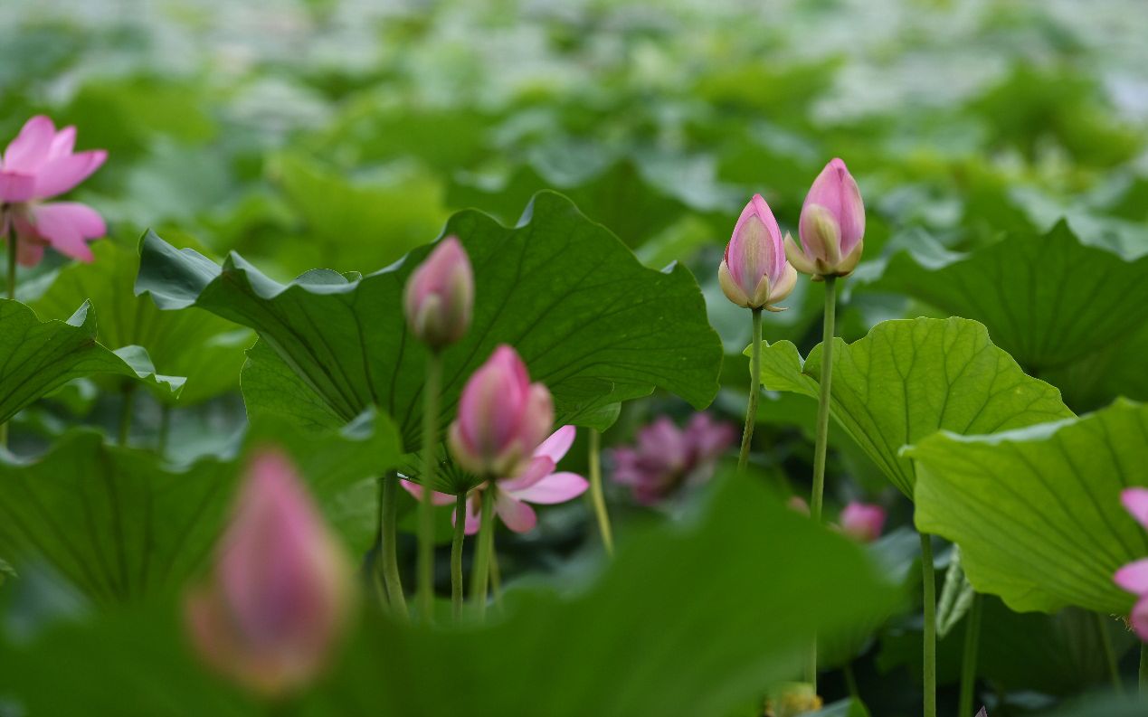 京郊荷花 在山间悄悄盛放