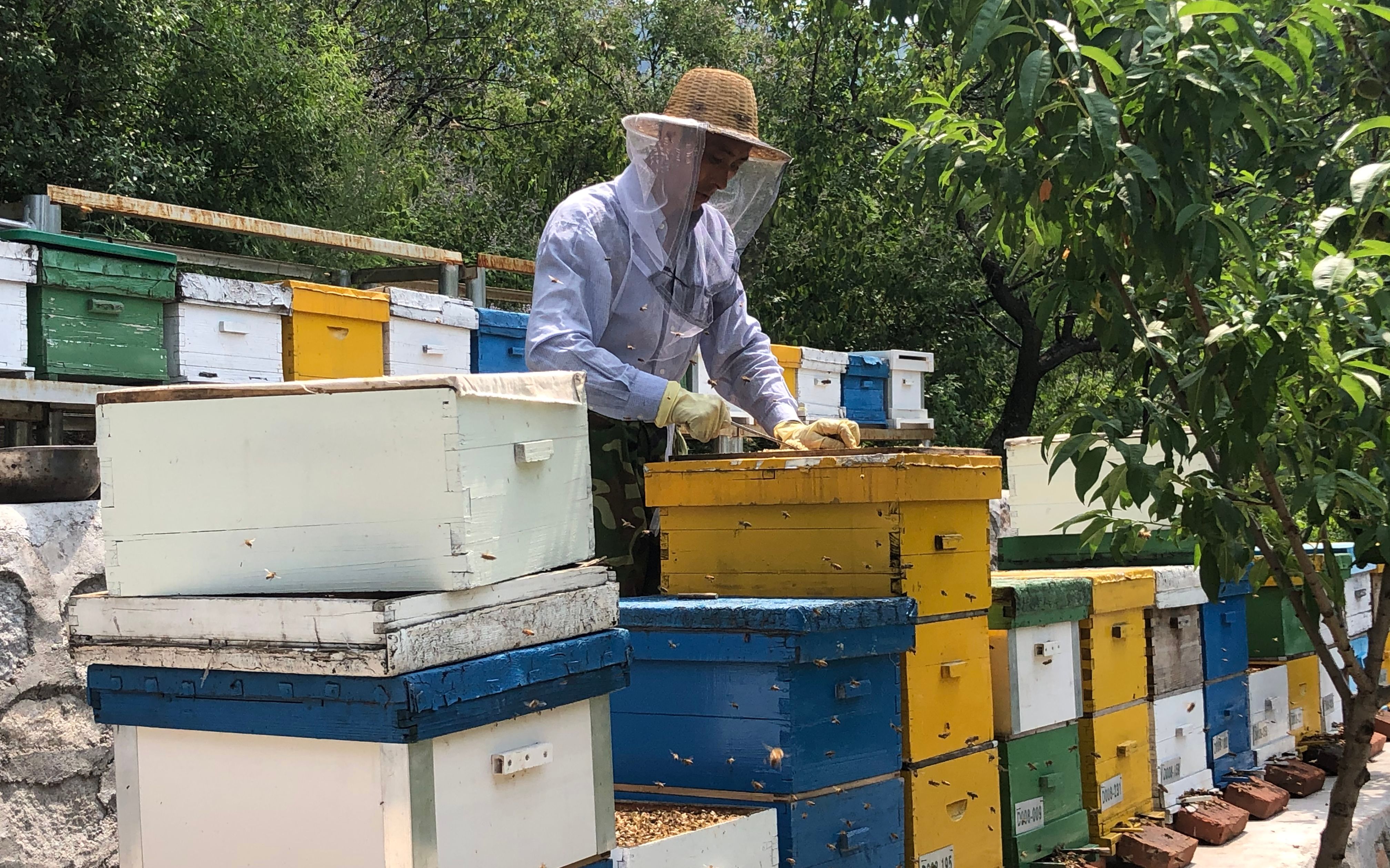 密云水库边的养蜂人 十一万蜂群酿出“甜蜜的事业”