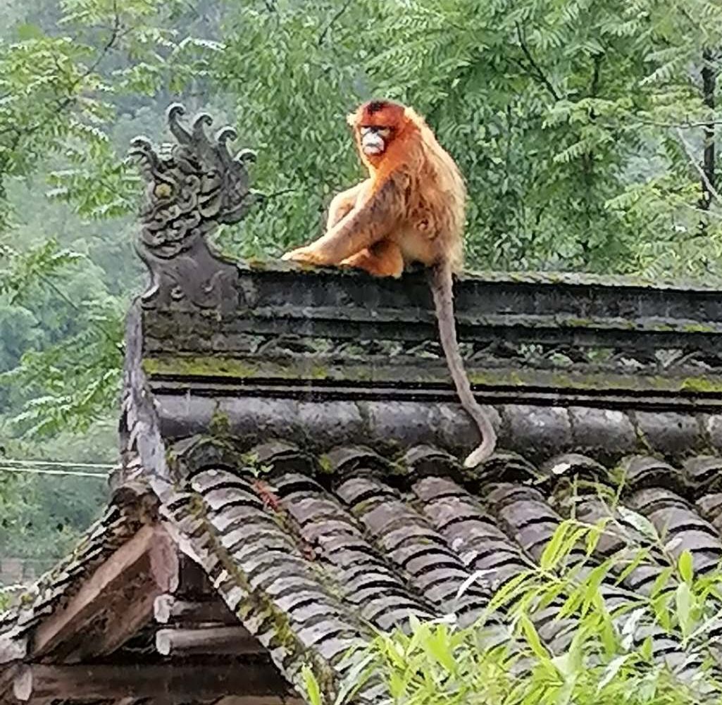 金丝猴进村串门觅食 当地镇林业办：每年都有 提示村民不要投喂