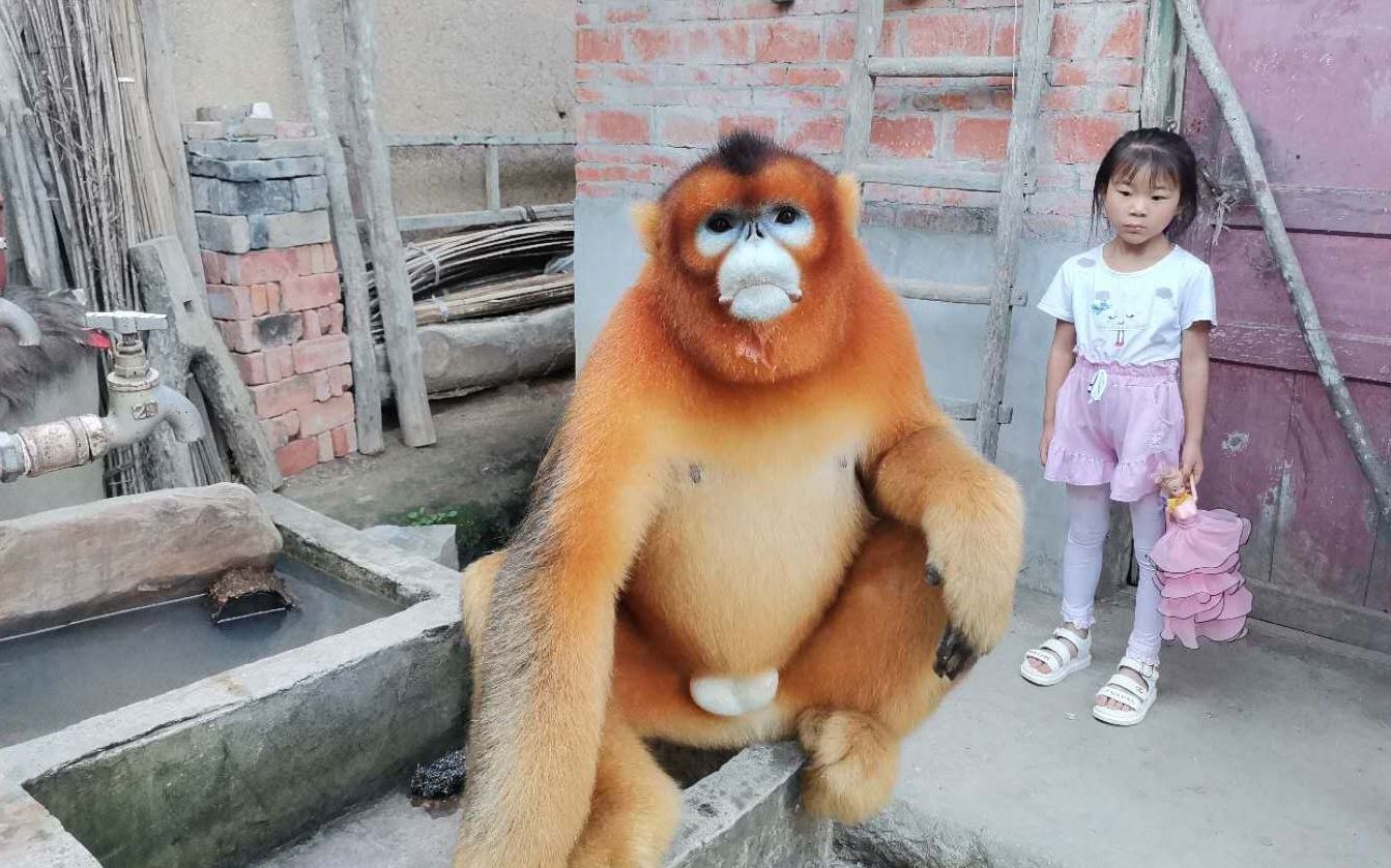 金丝猴进村串门觅食 当地镇林业办：每年都有 提示村民不要投喂