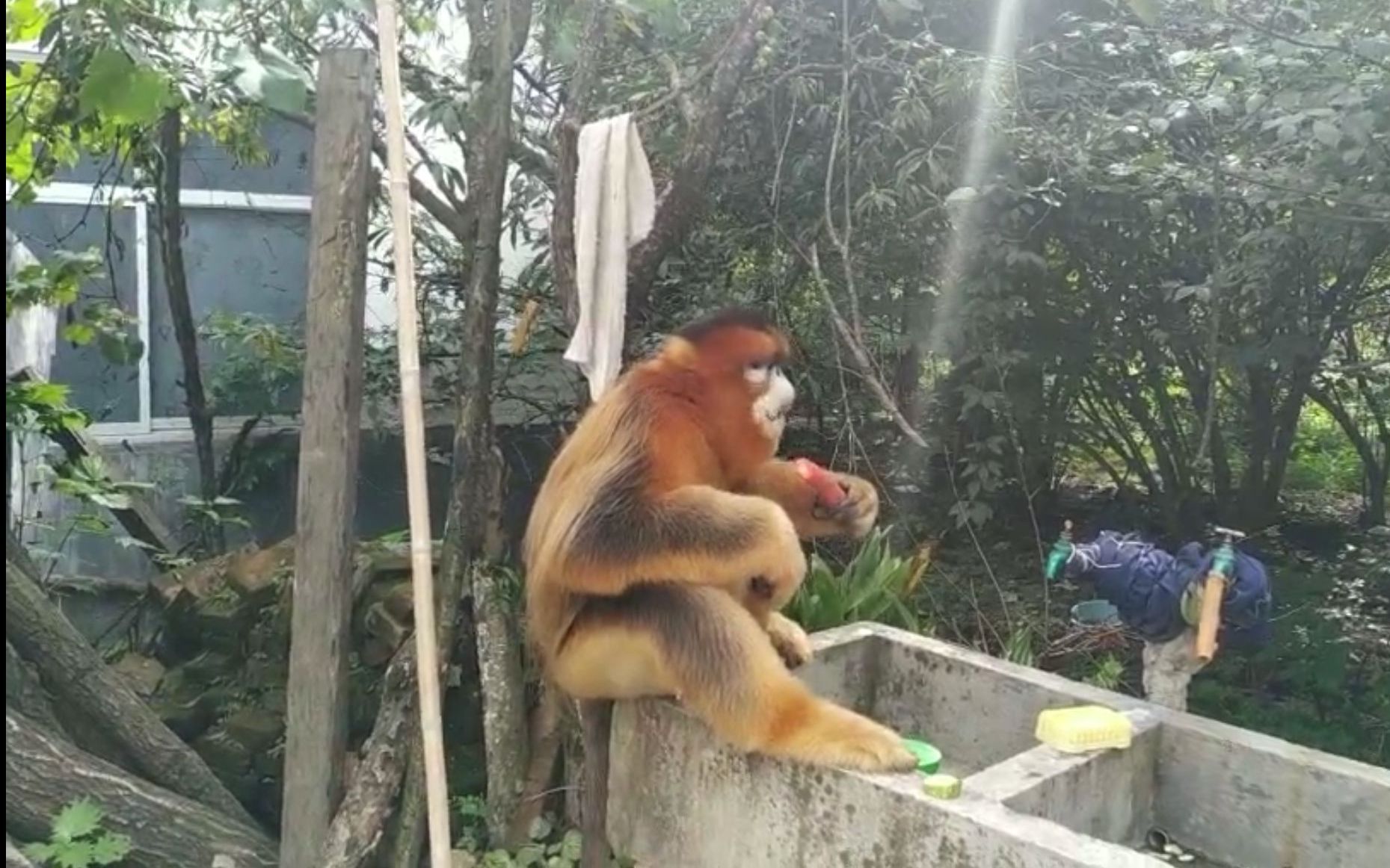 金丝猴进村串门觅食 当地镇林业办：每年都有 提示村民不要投喂